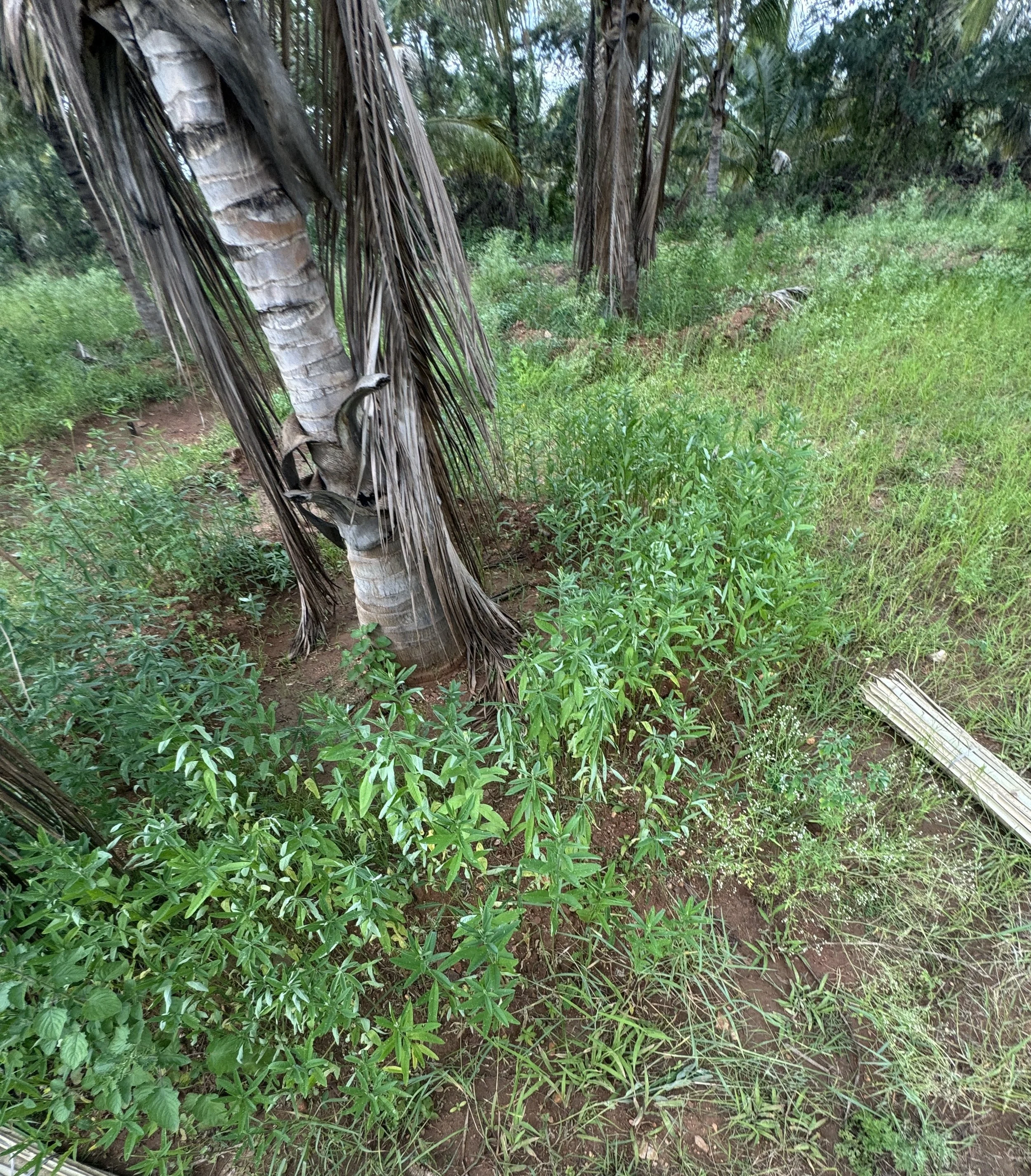 Biomass plants growing on newly-made coconut pathis 