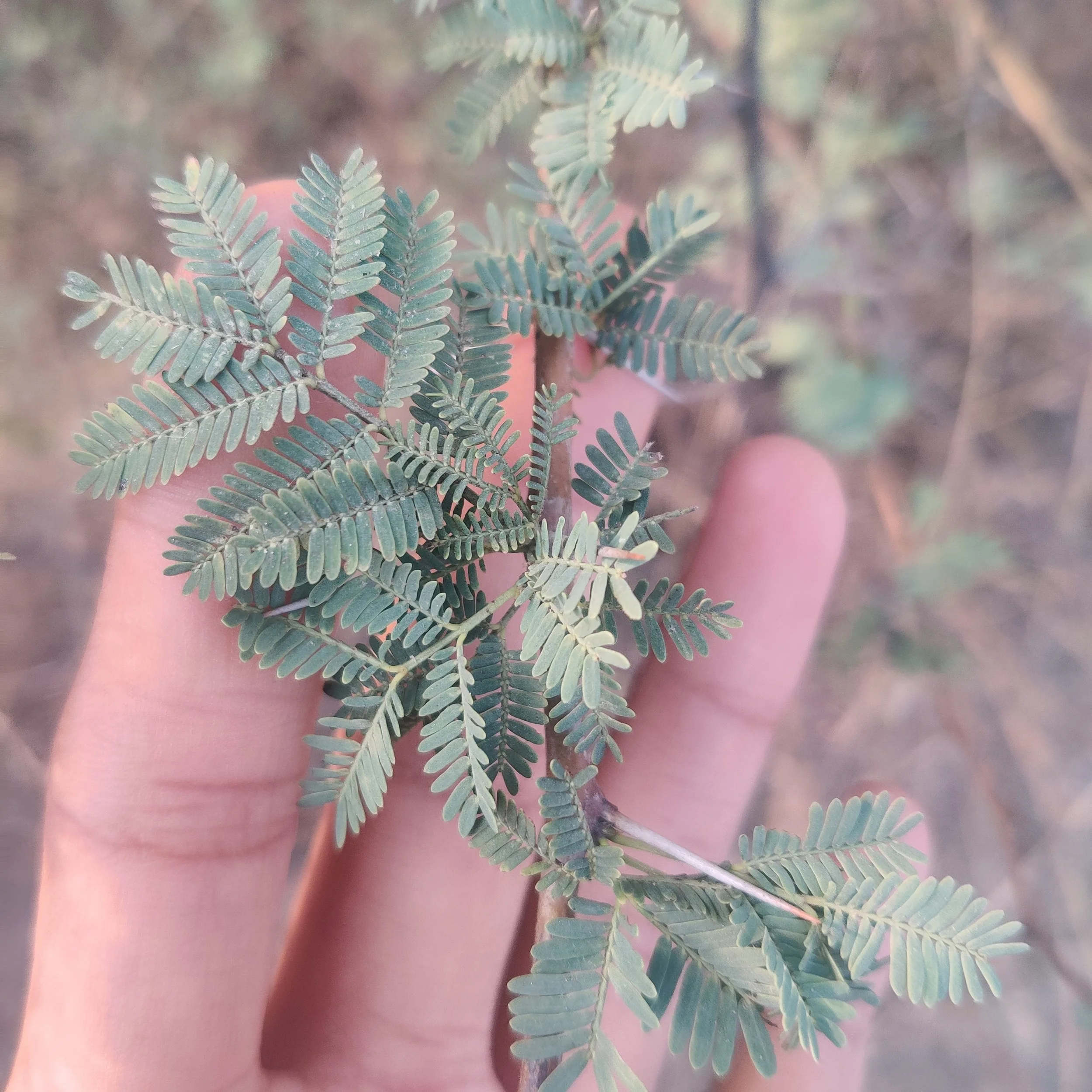Acacia nilotica (Babul)