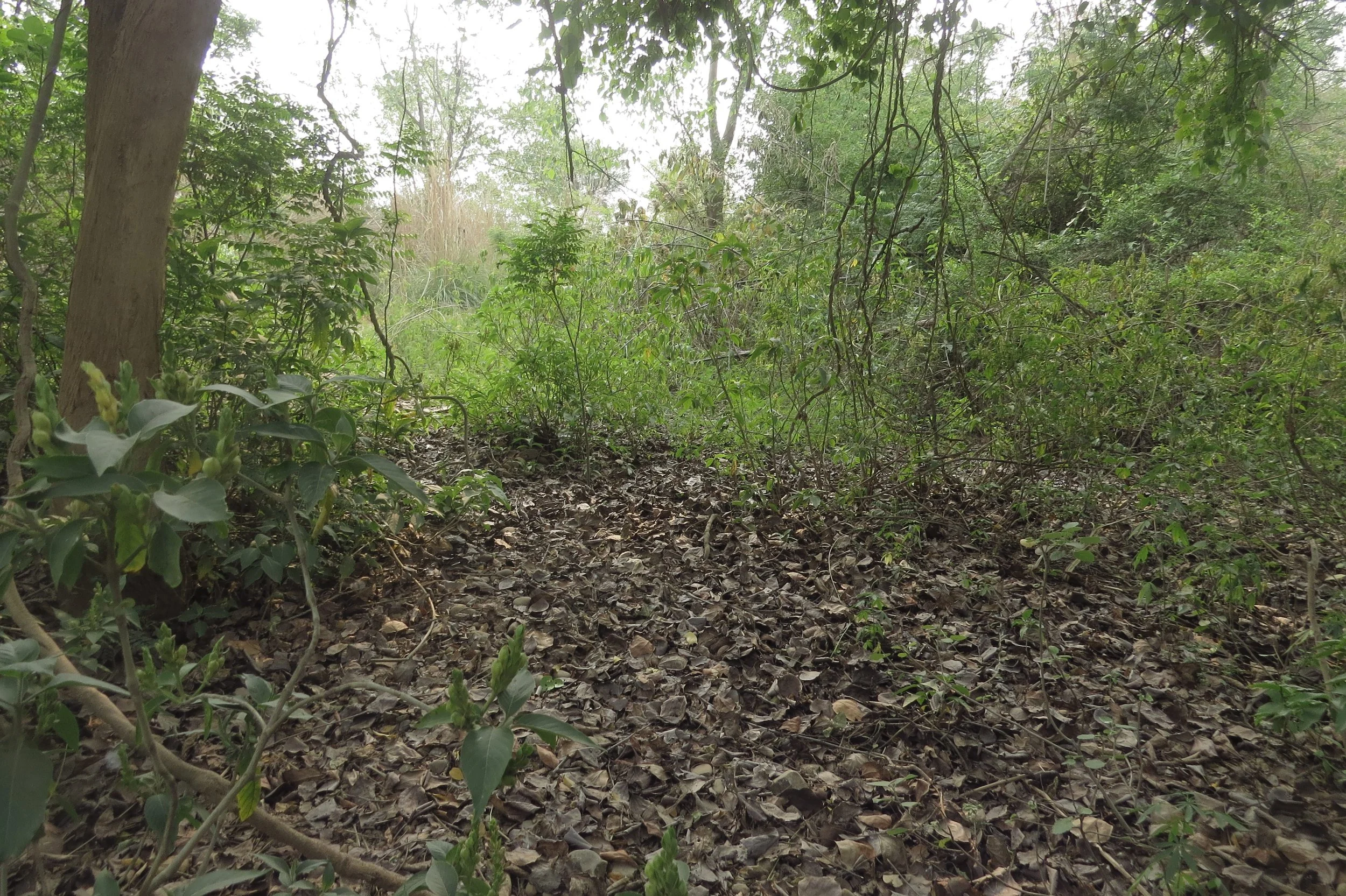 Stream - wooded portions with trees and thick leaf litter