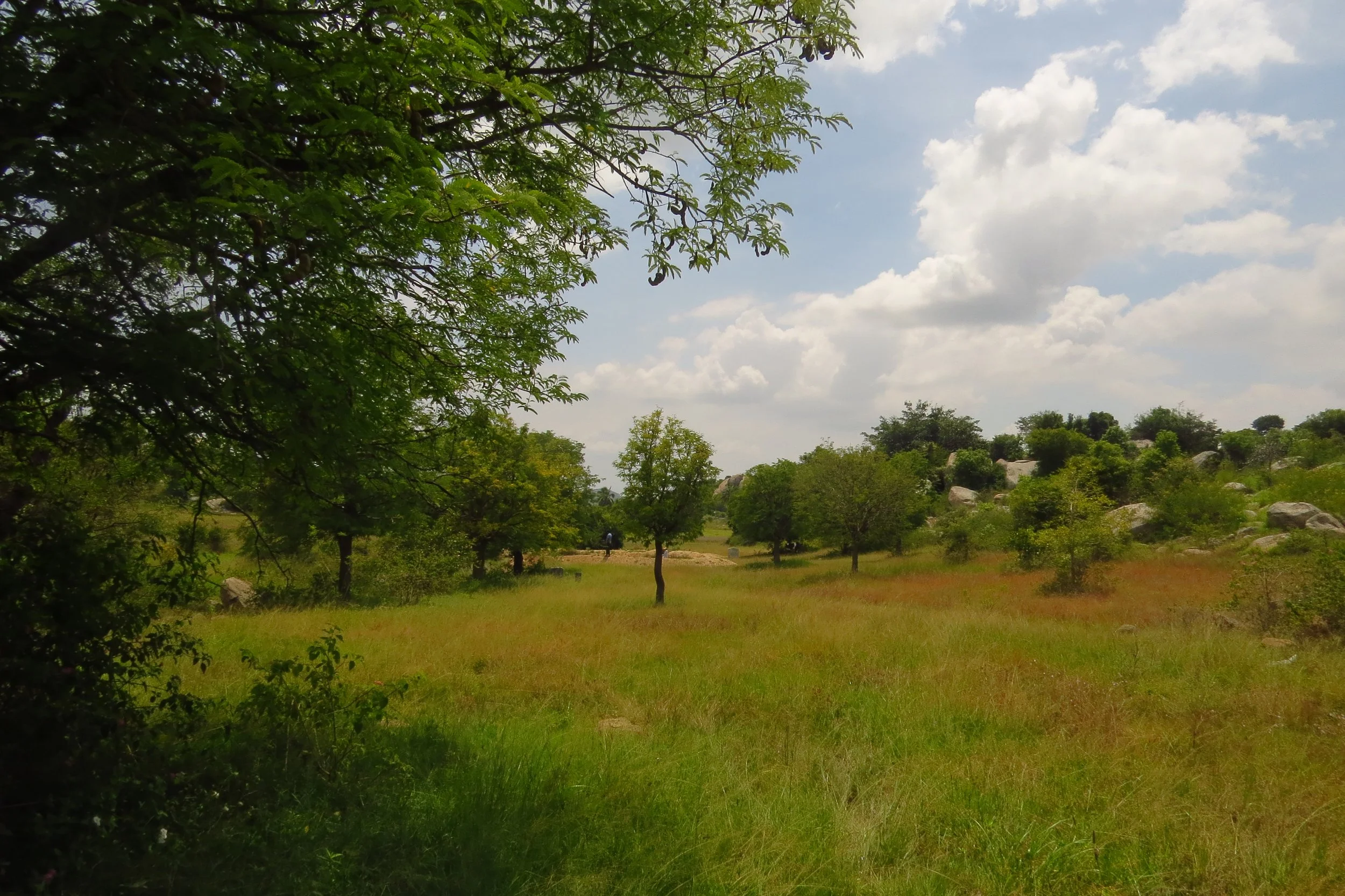 Wetlands and grasslands near the land