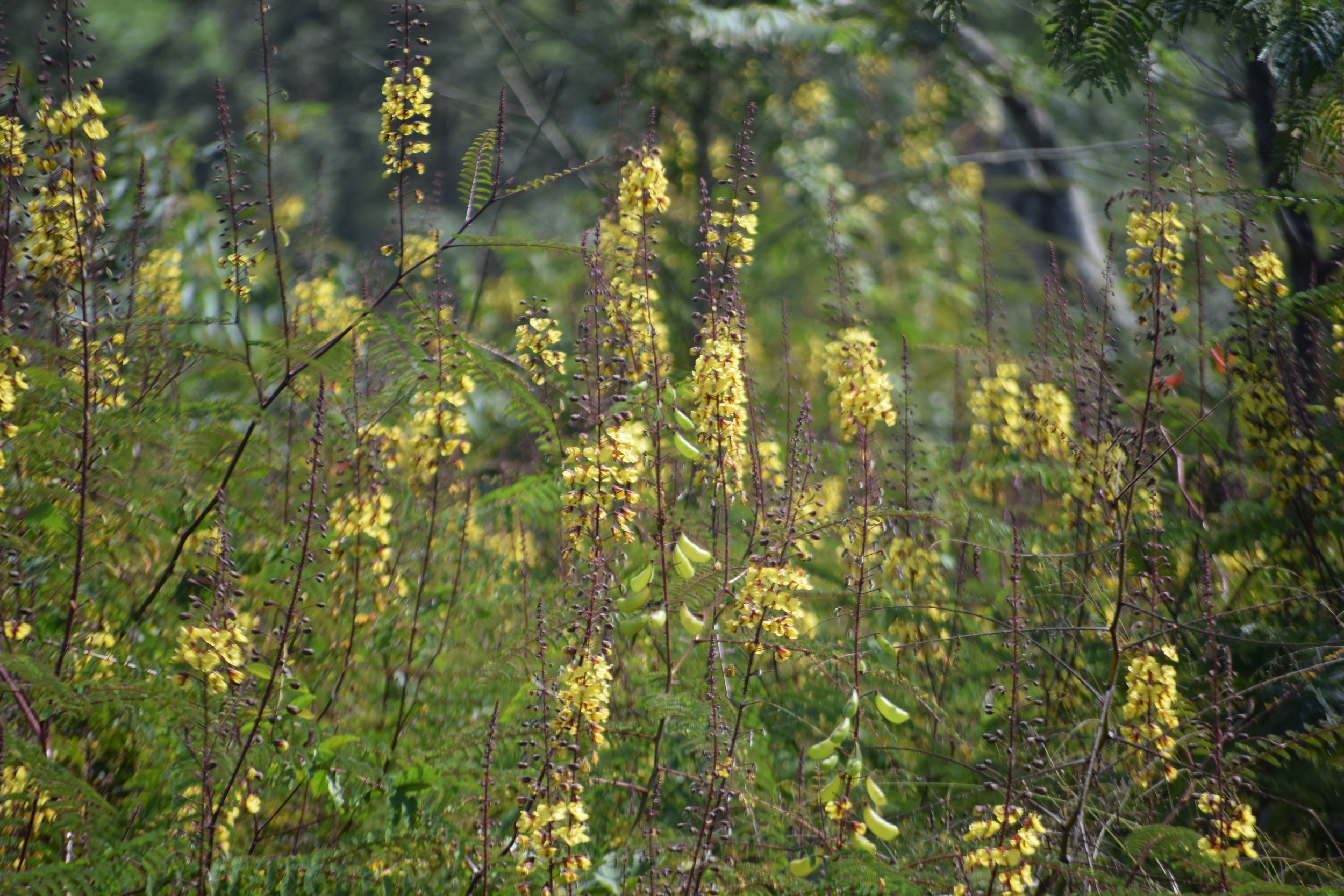 Caesalpinia mimosoides (Mimosa thorn)