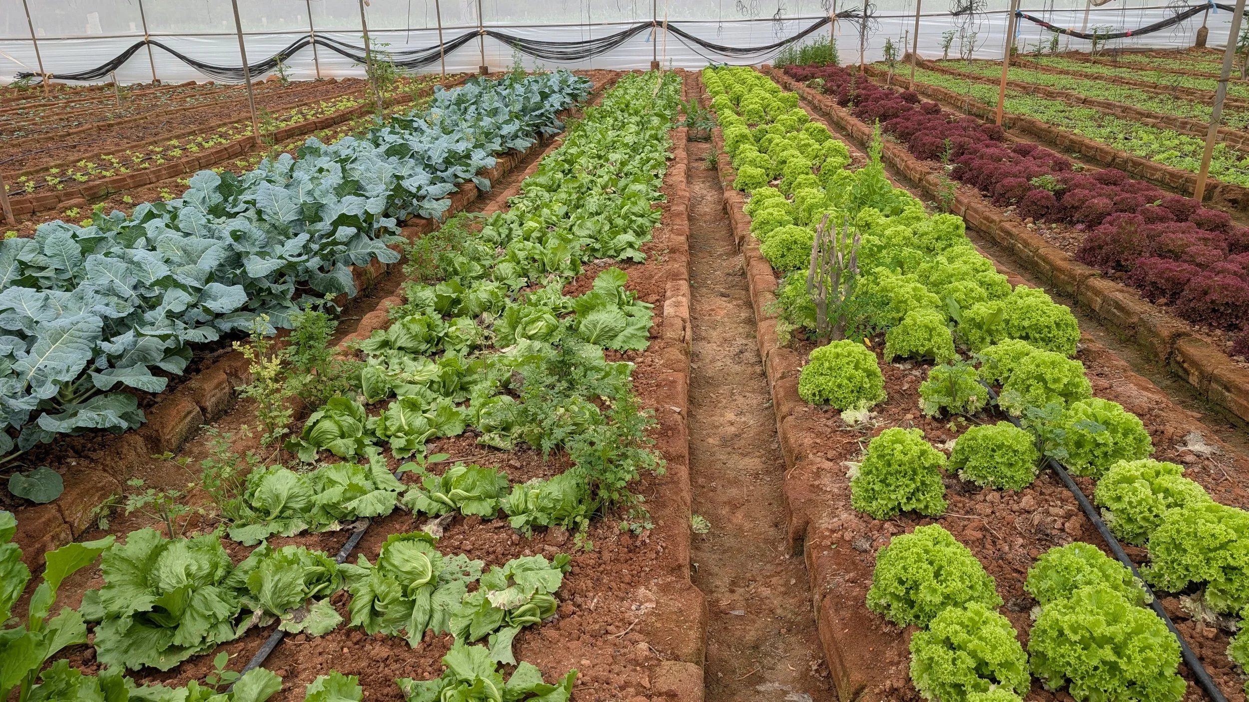 Centralised organic vegetable production in Poly houses 
