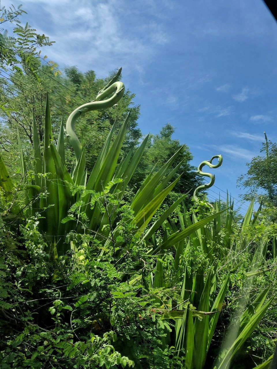 Funky agave