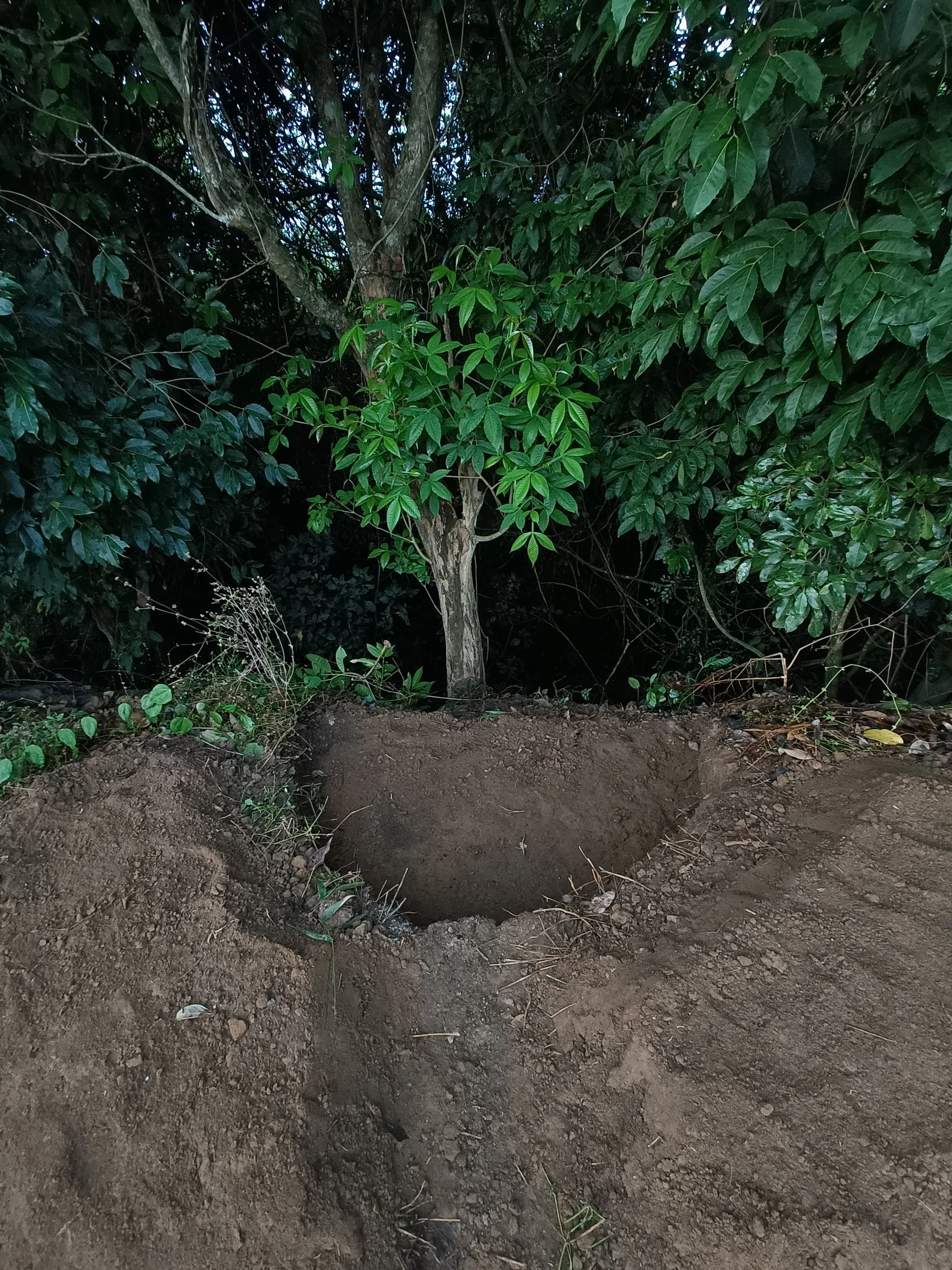 Riparian nook - digging