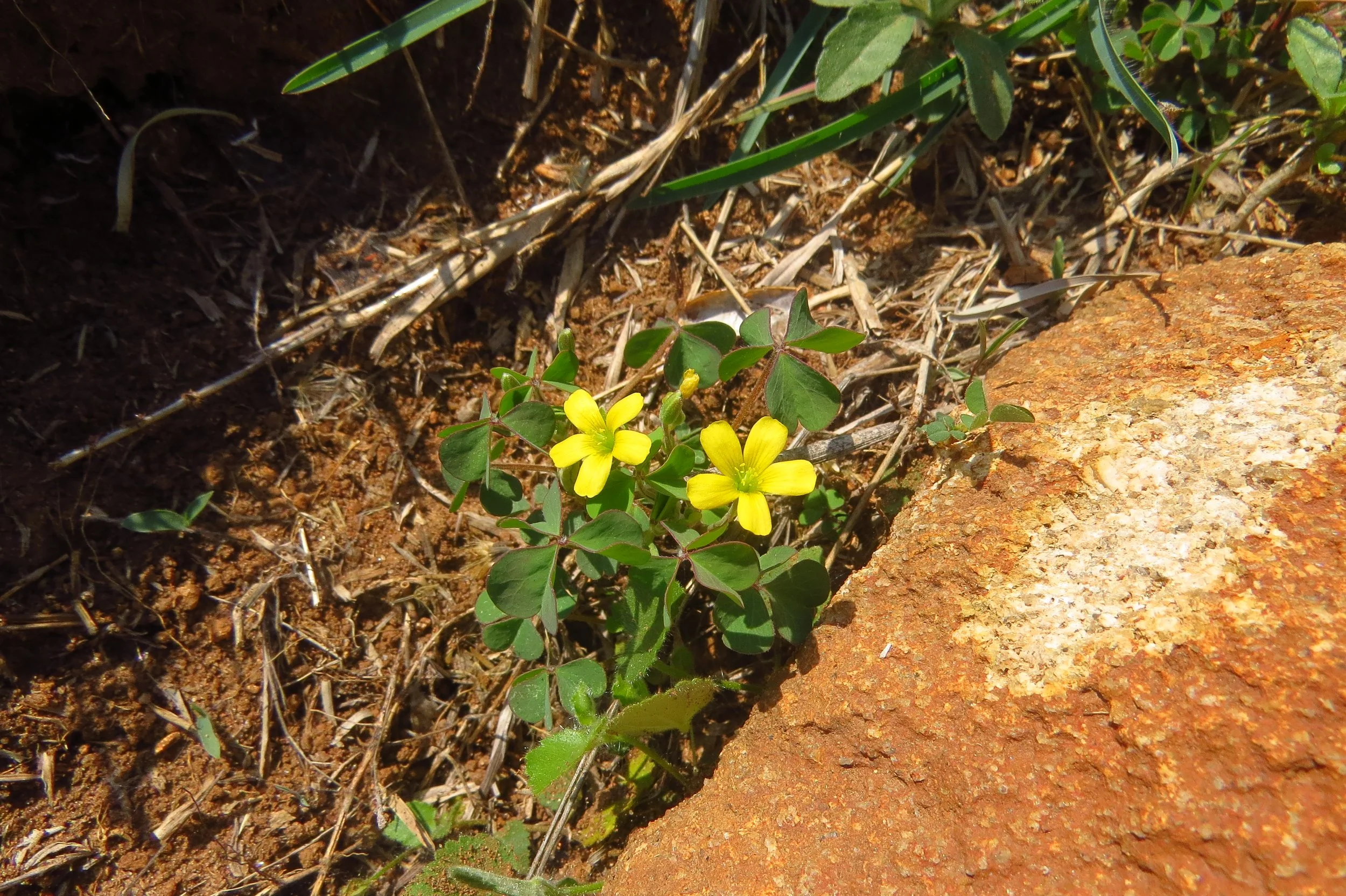 oxalis sp. 