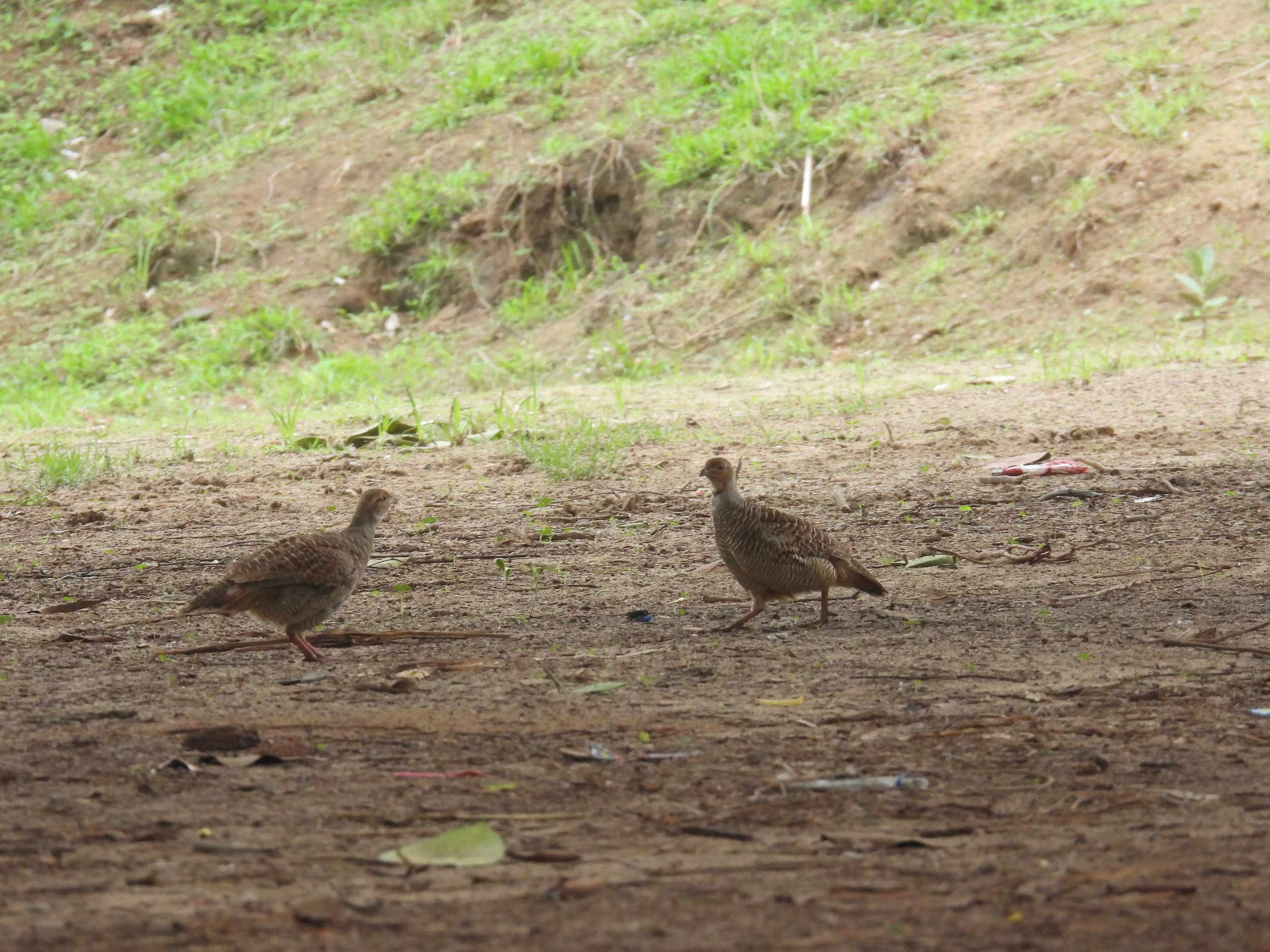 Francolin fight