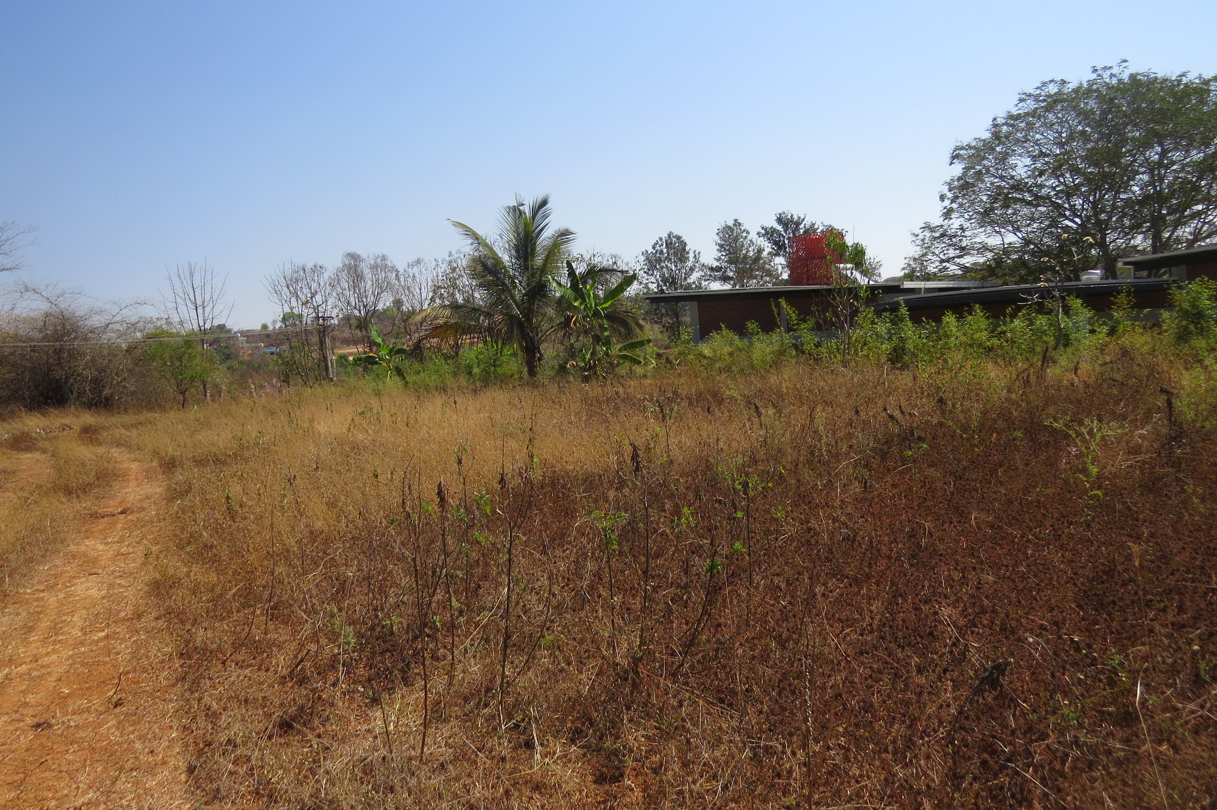 Food forest site before implementation
