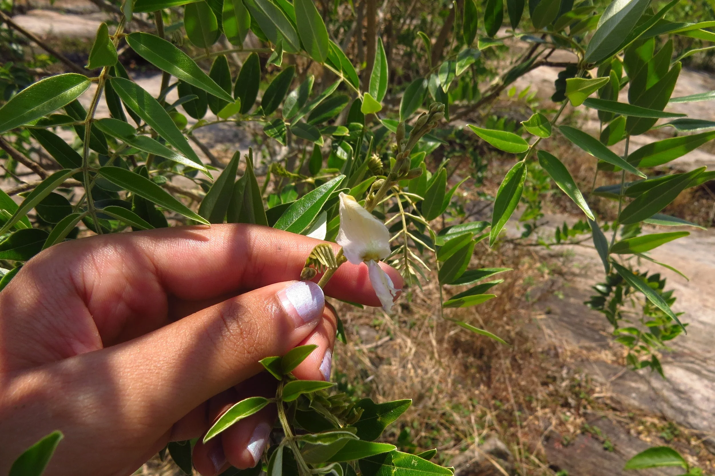 Mundulea sericea (Cork bush)