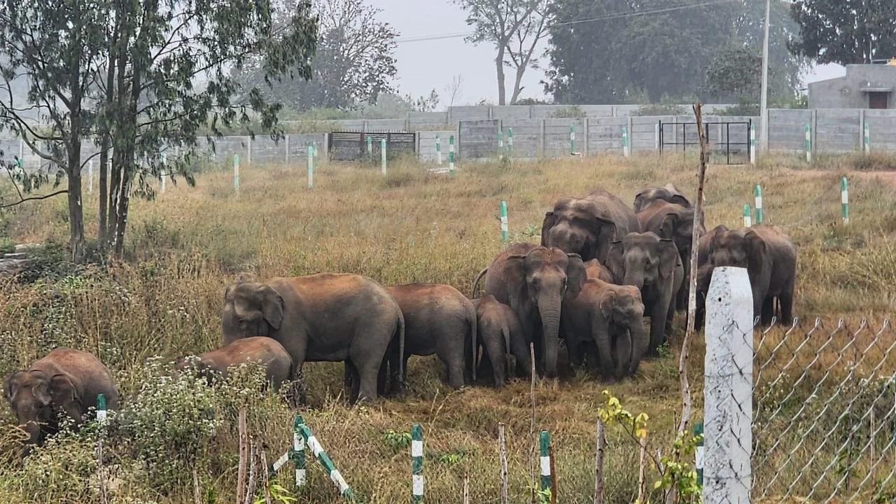 Site is an elephant corridor