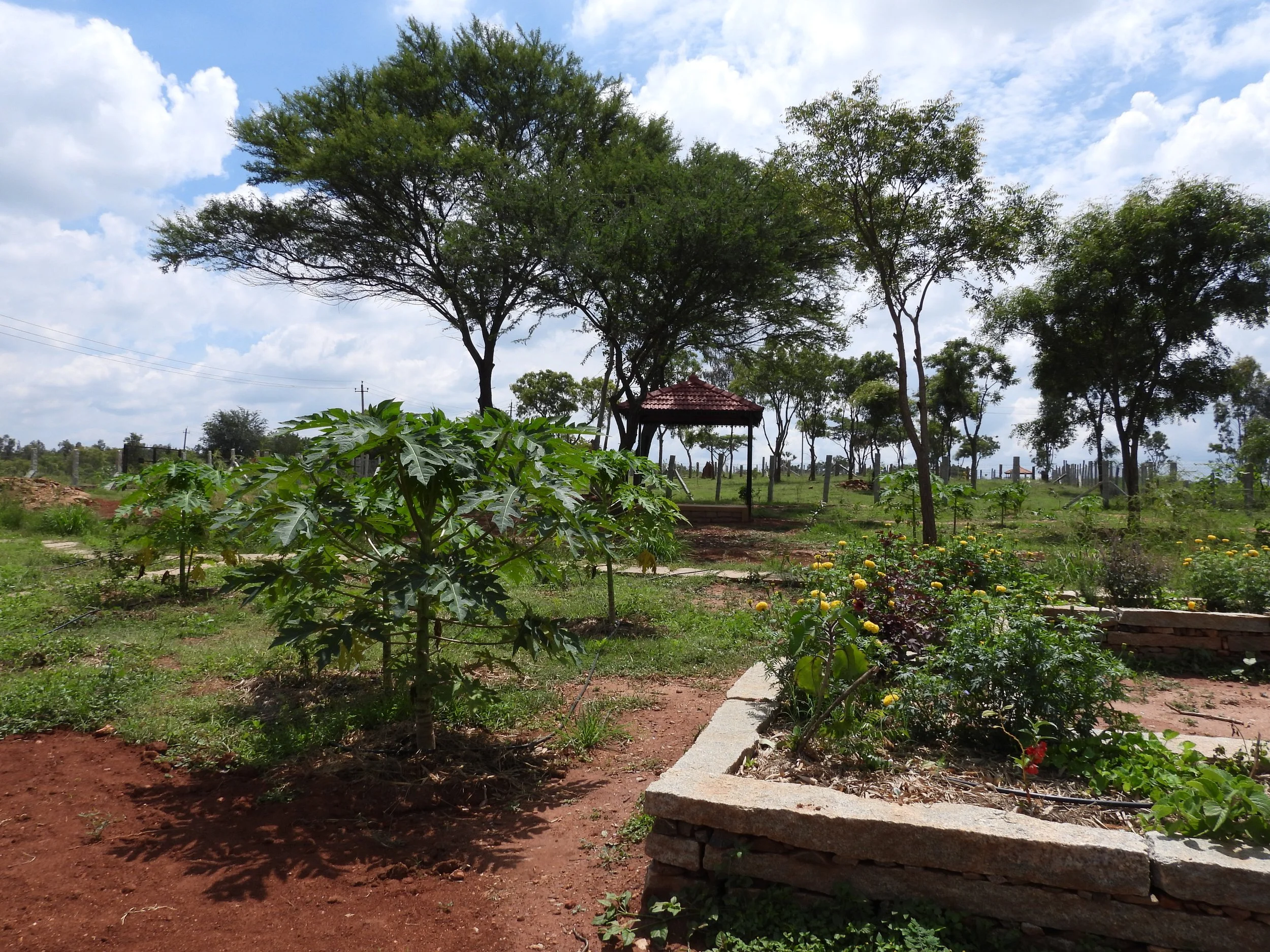 Garden views 