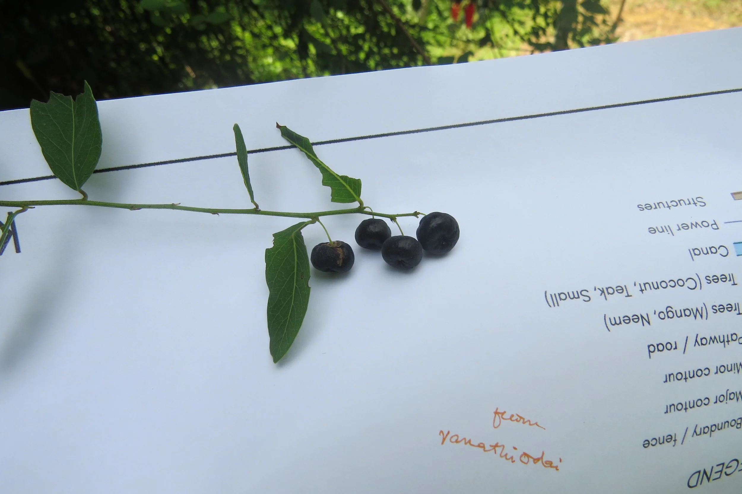 Phyllanthus reticulatus
