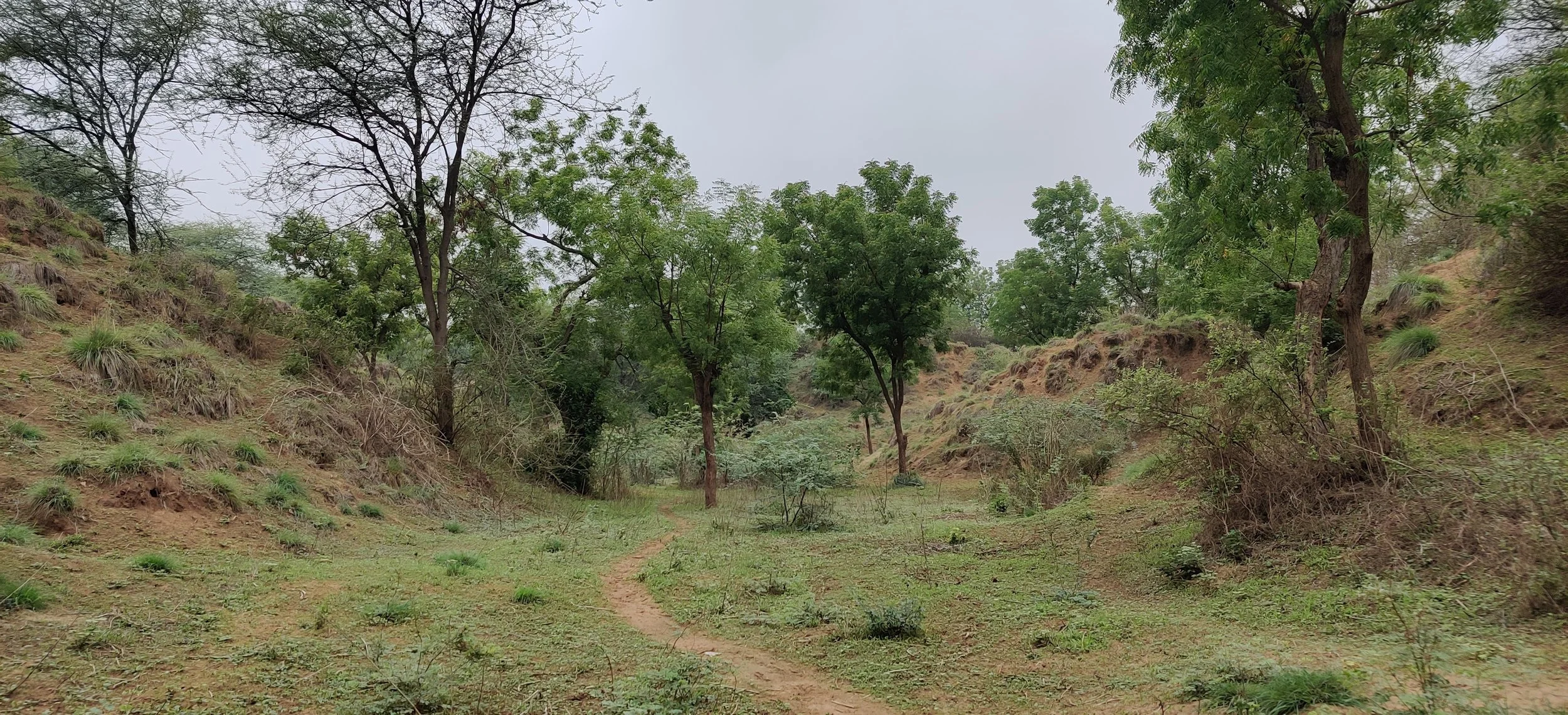 Wild zone near site - dry deciduous forest