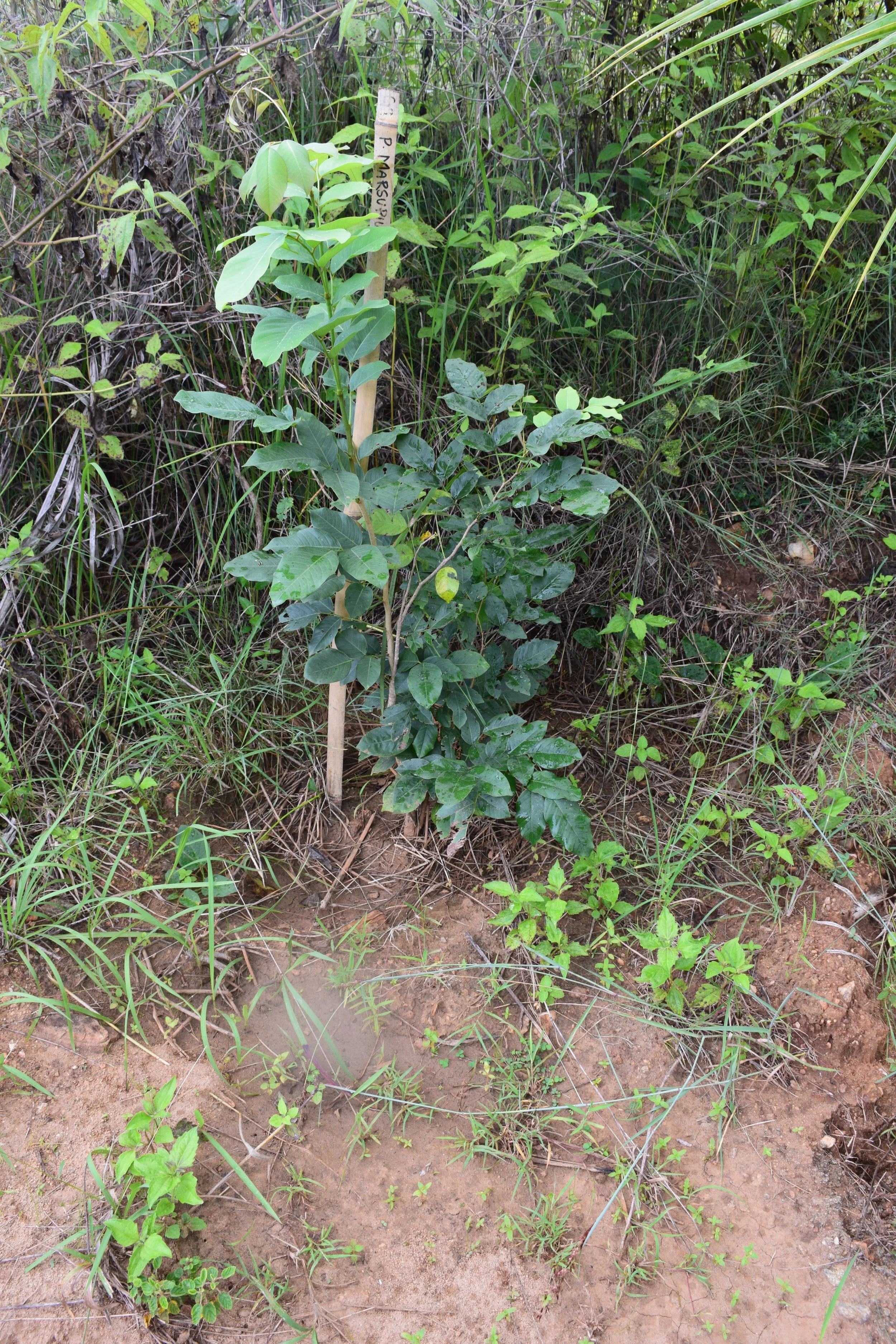 Pterocarpus marsupium thriving four months post planting, despite no direct irrigation since June