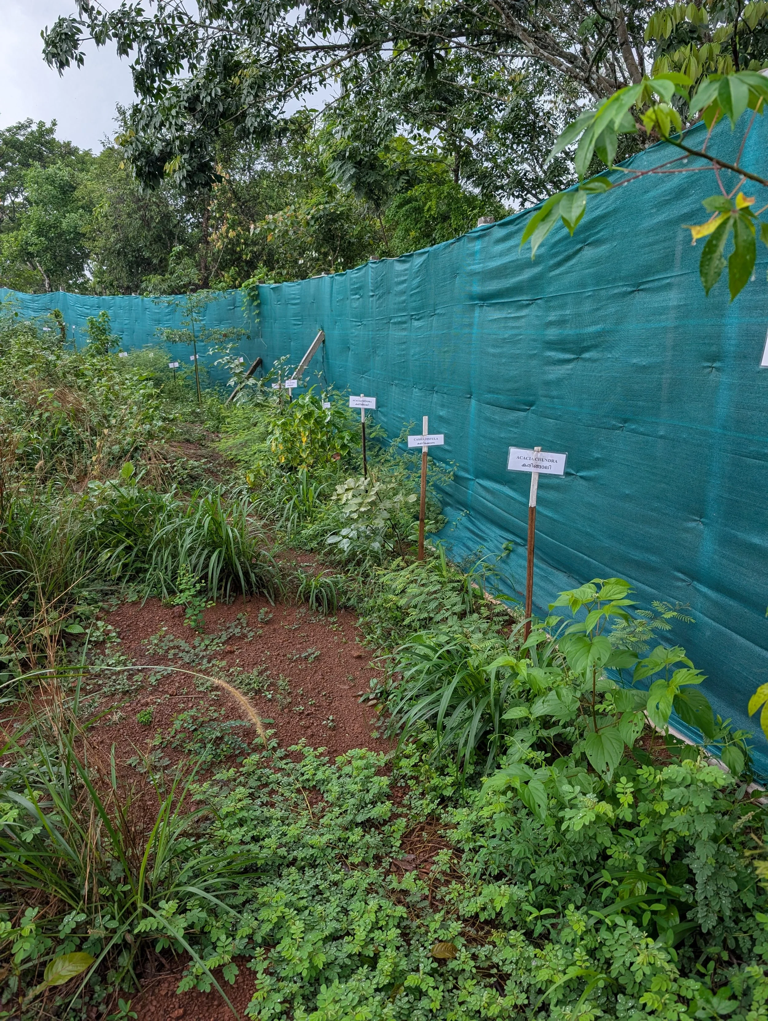 Living fence in 6 months (area that is drier)