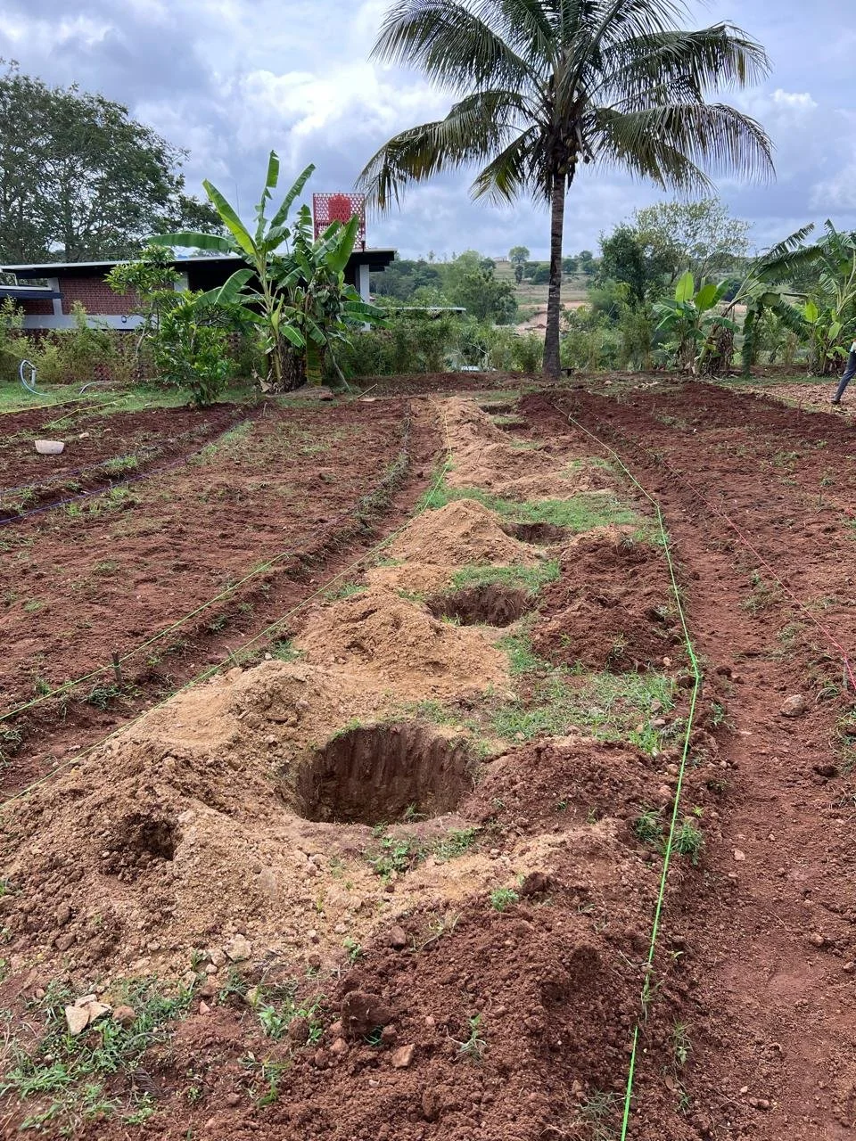 Tree pits [photo from client]