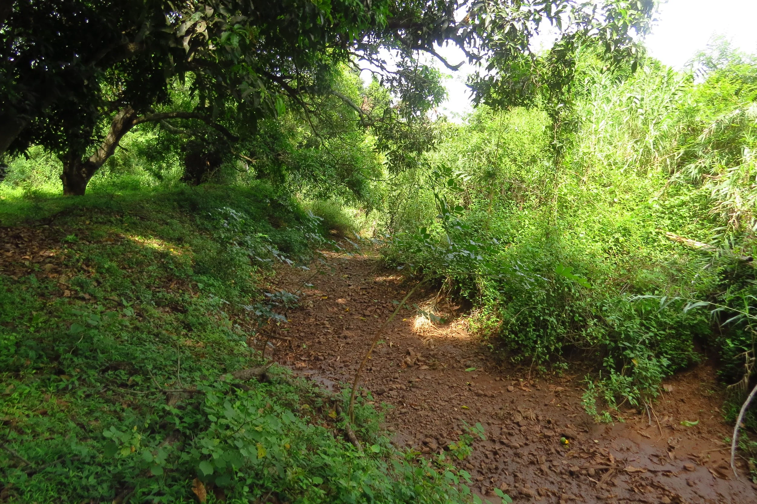 Vanathivodai canal next to site