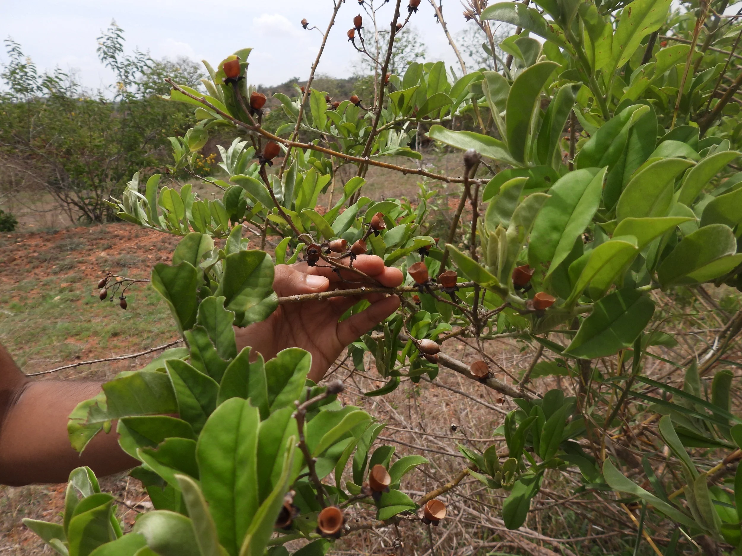 Purple Morning Glory (Argyreia cuneata)