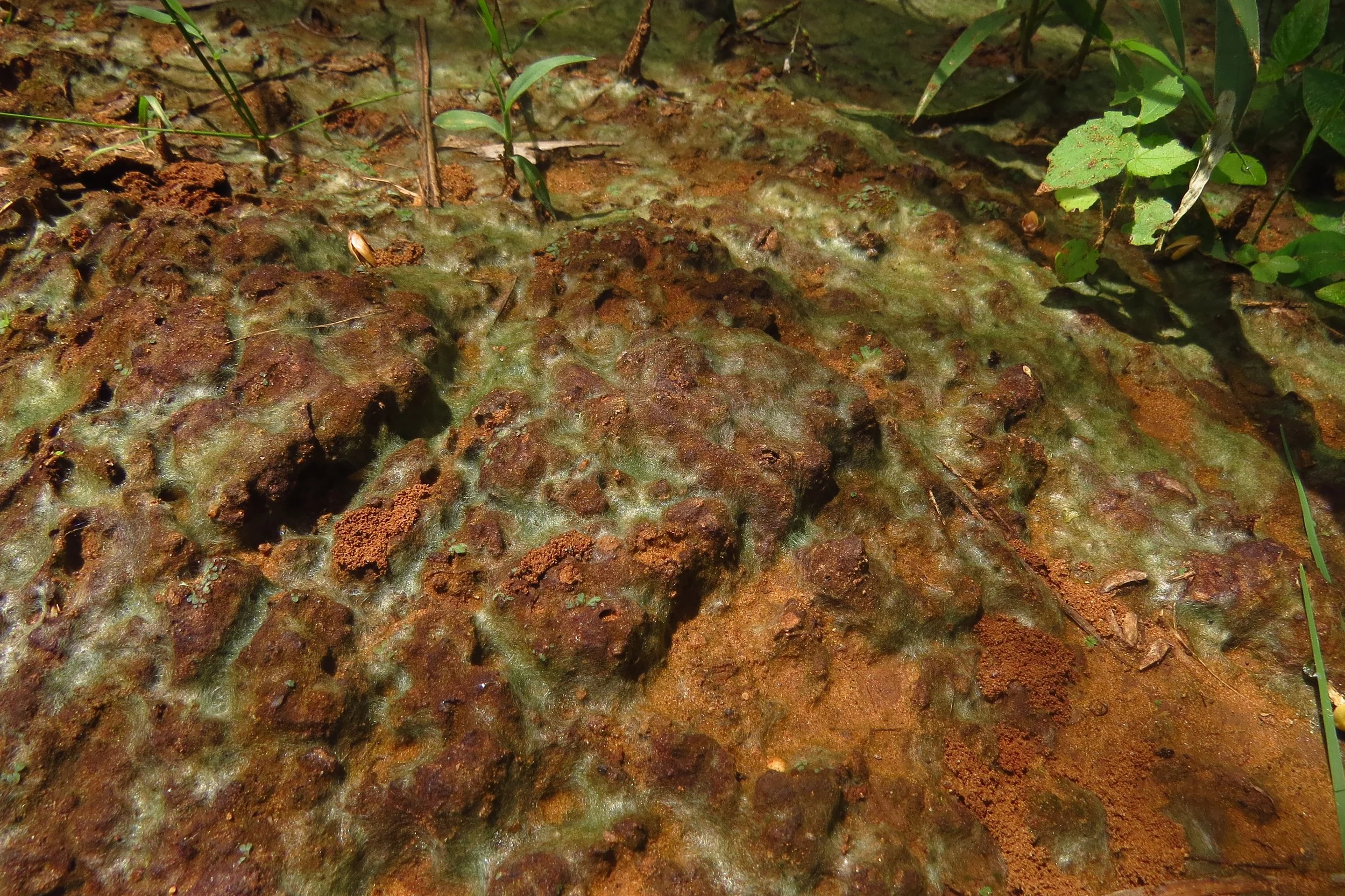 Algae in wild zone