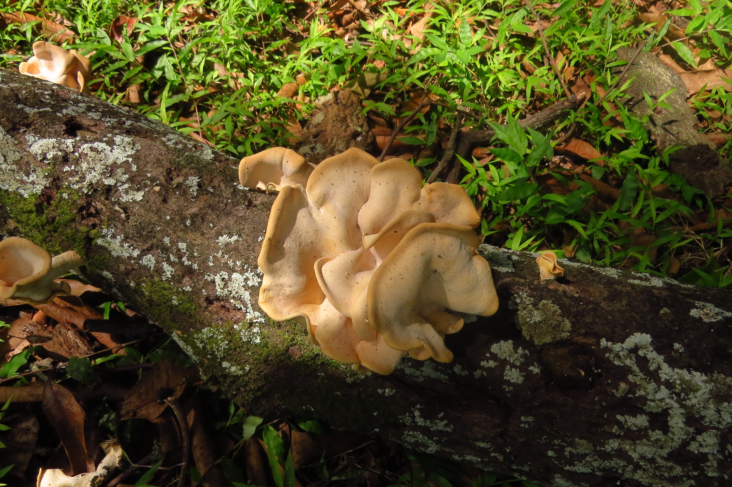 Fungi in mango orchard