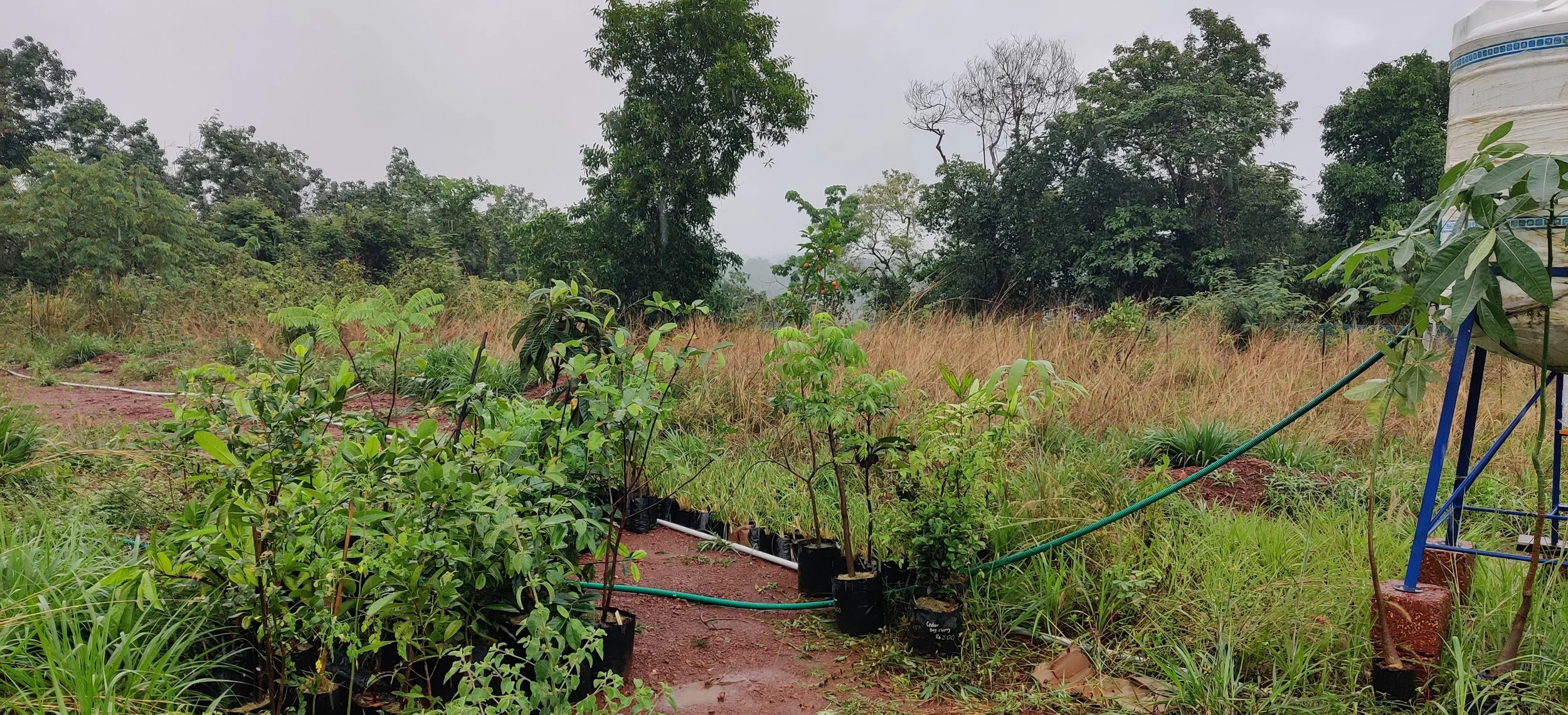 Saplings reaching site