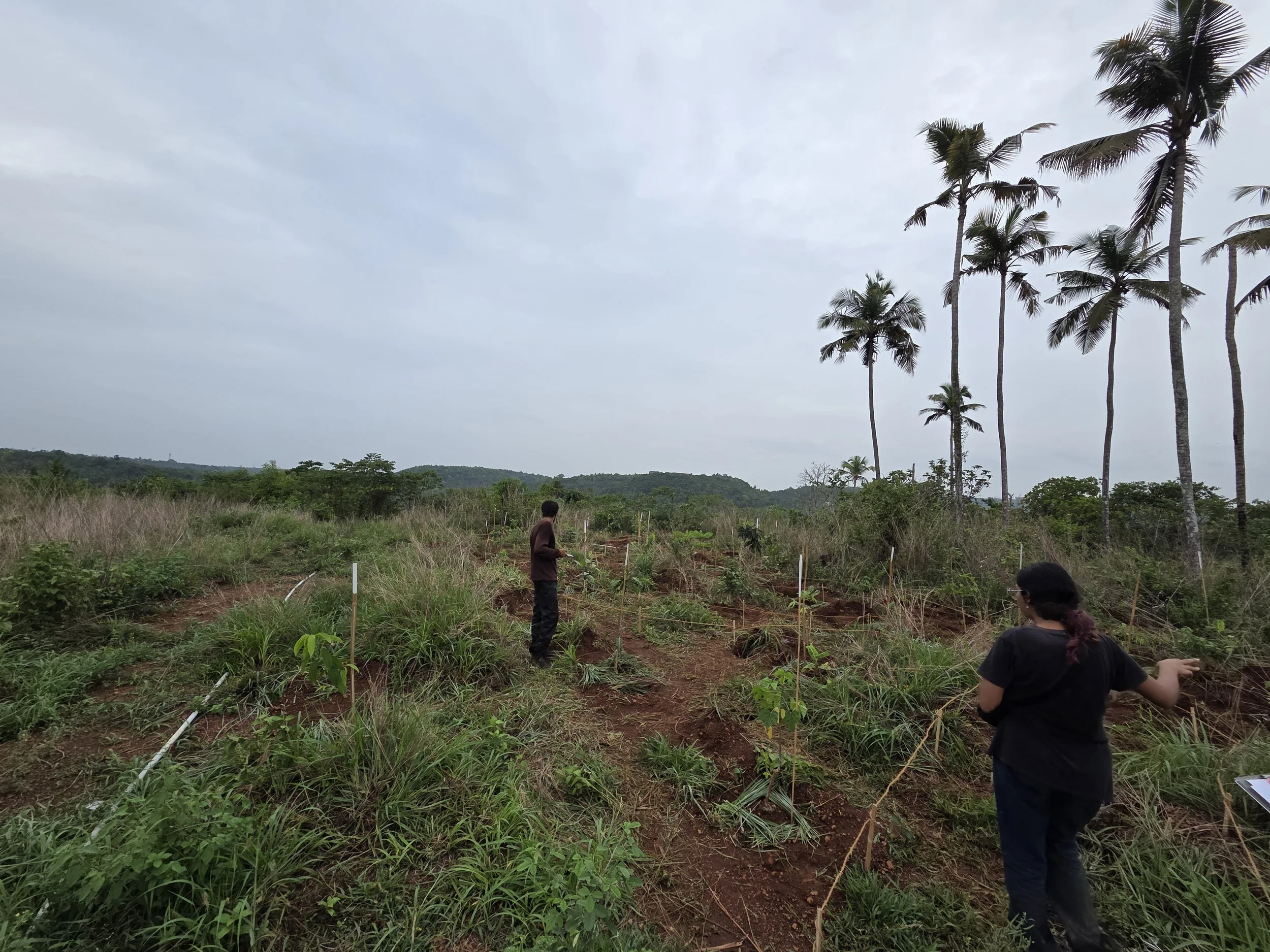Food forest planting