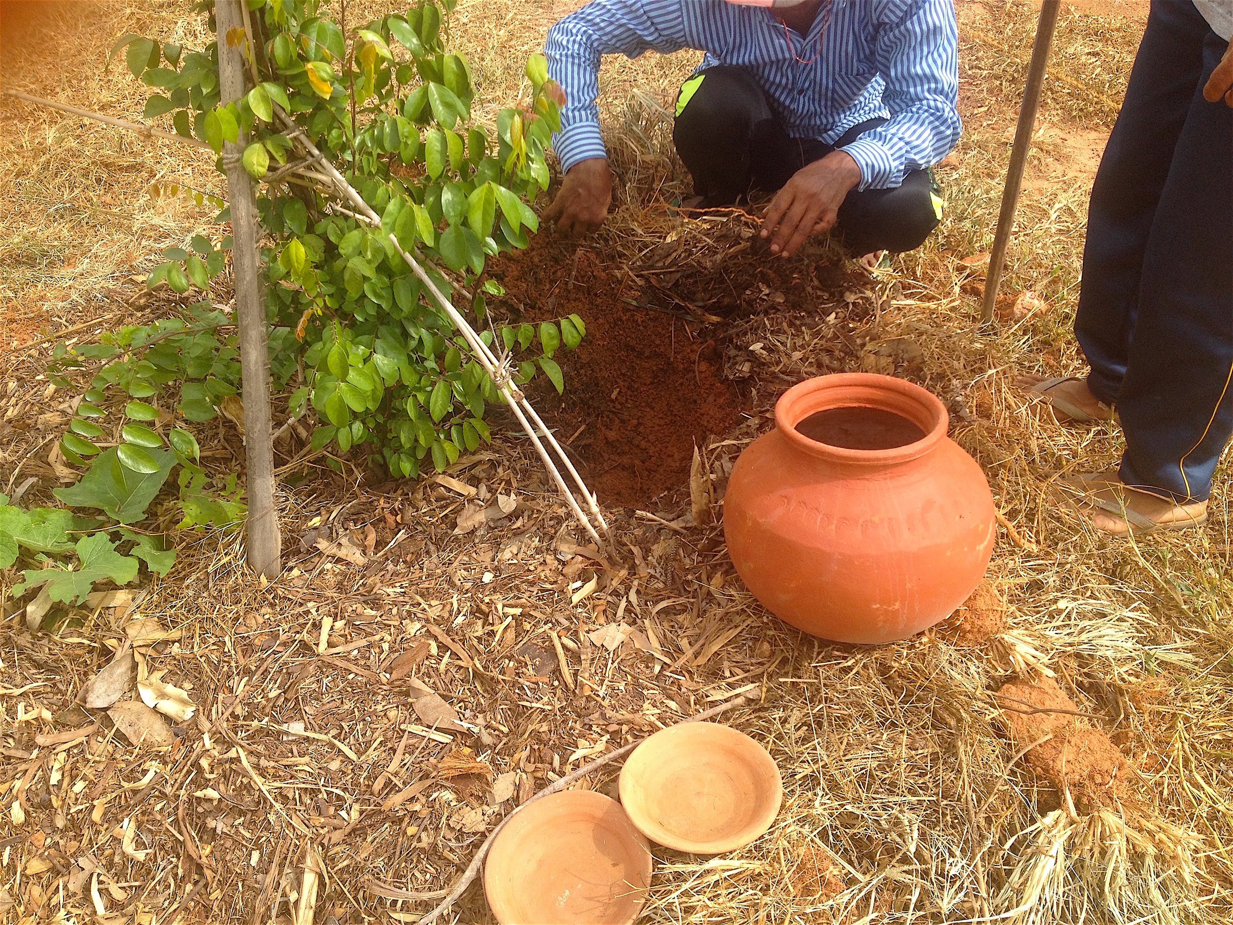 Clay pot irrigation around guilds 