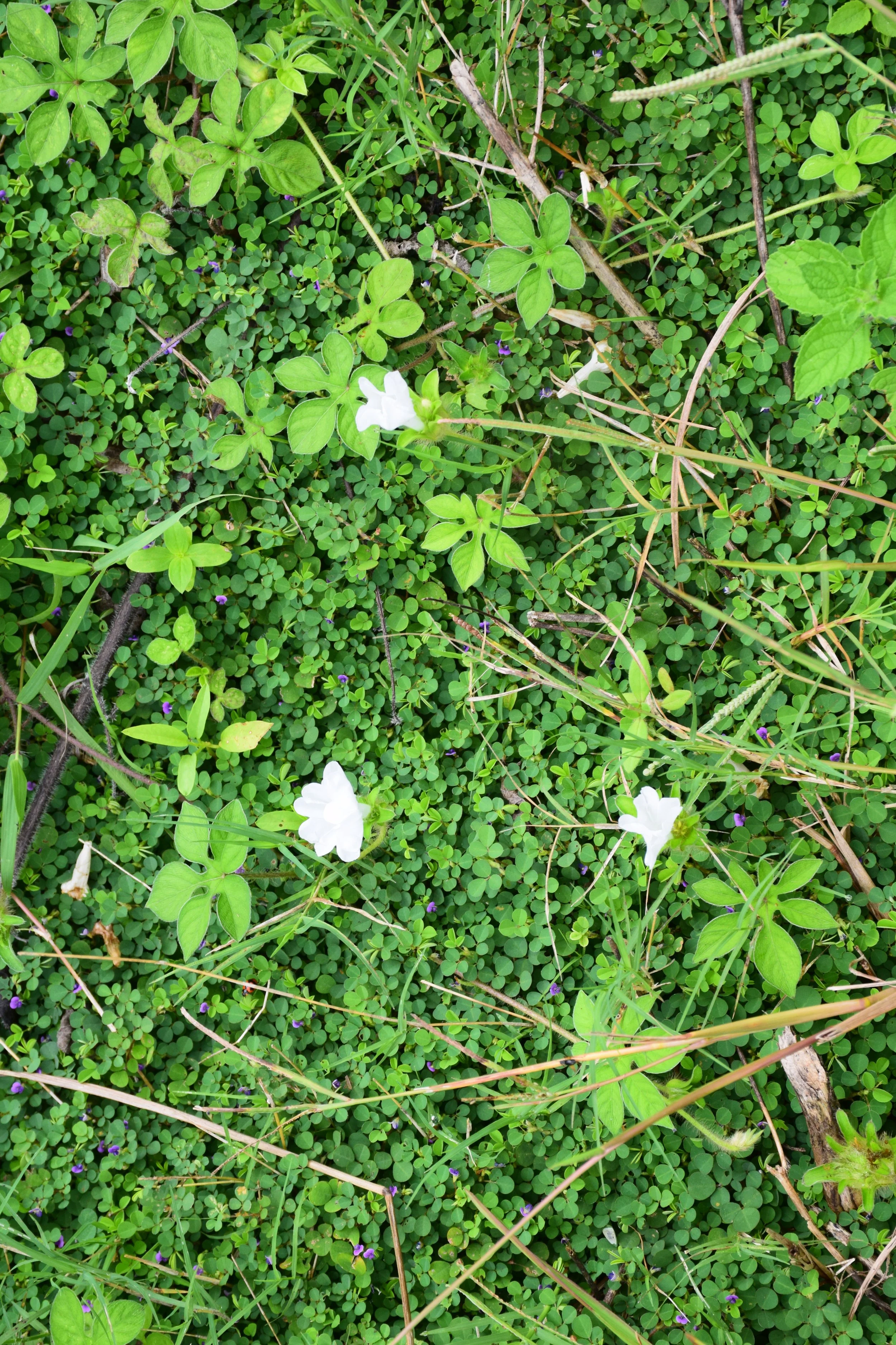 Improved soil moisture (indicated by presence of Grona triflora) and groundcover from influence of basins and reduced tractor use