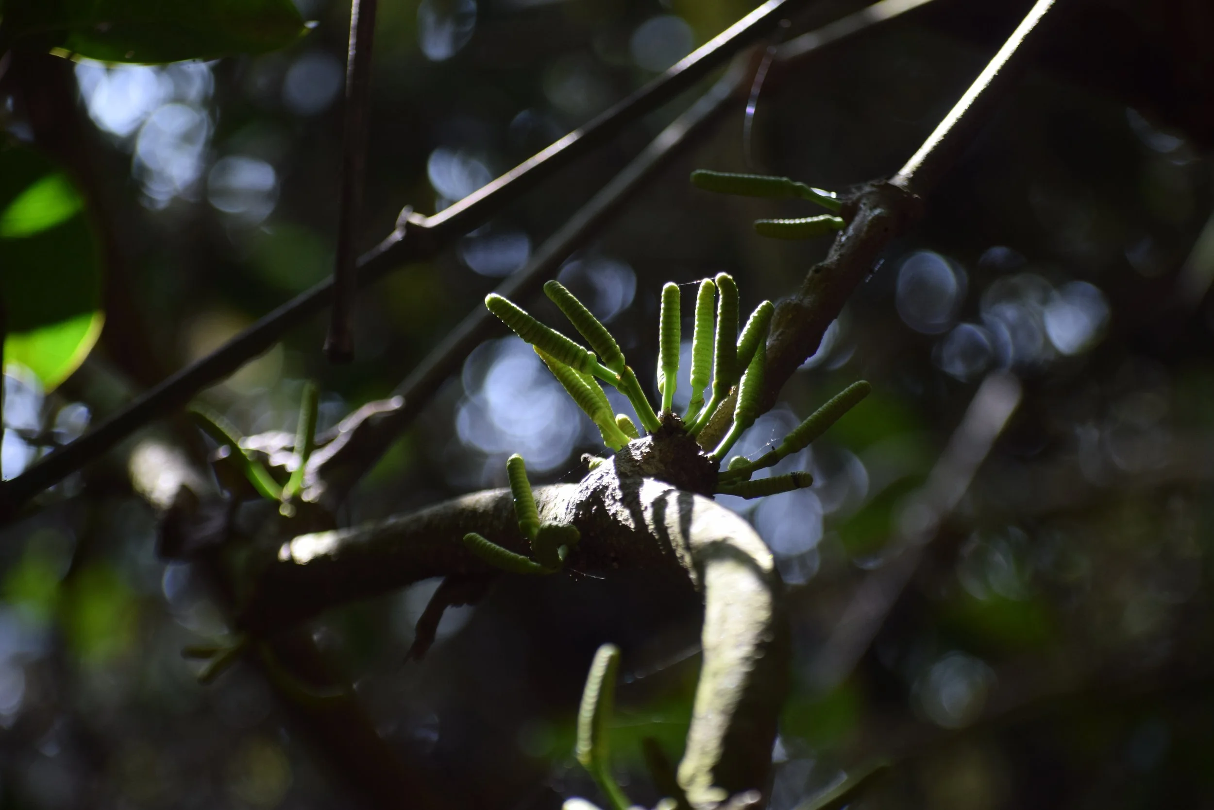 Gnetum ula (tropical gymnosperm, woody climber)