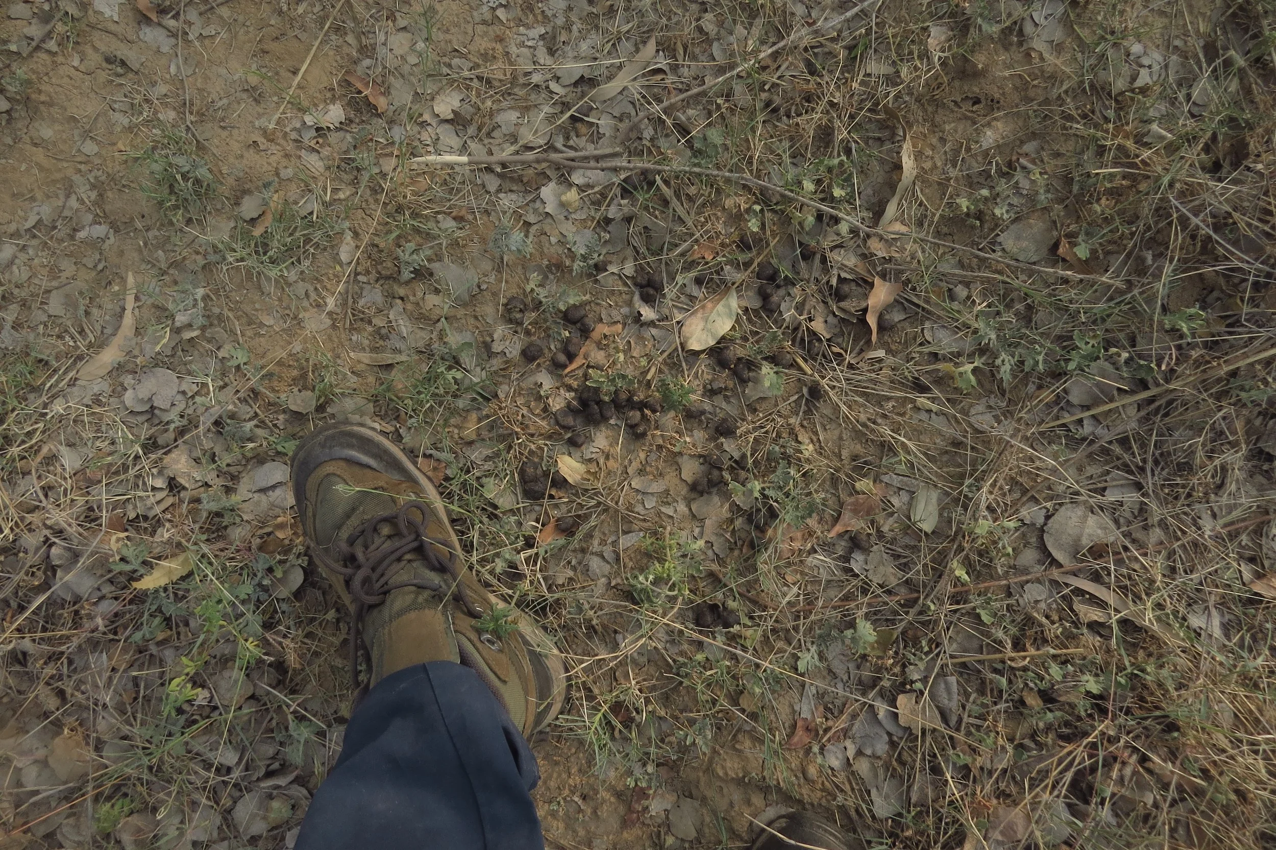 Deer droppings on site