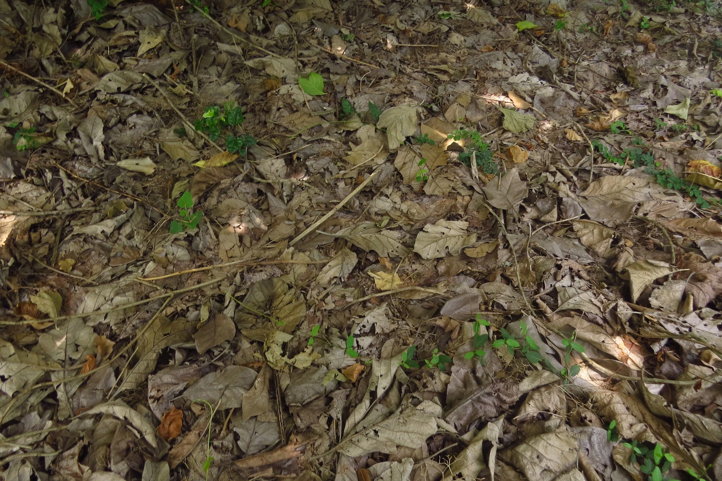 Thick leaf litter in wild zone