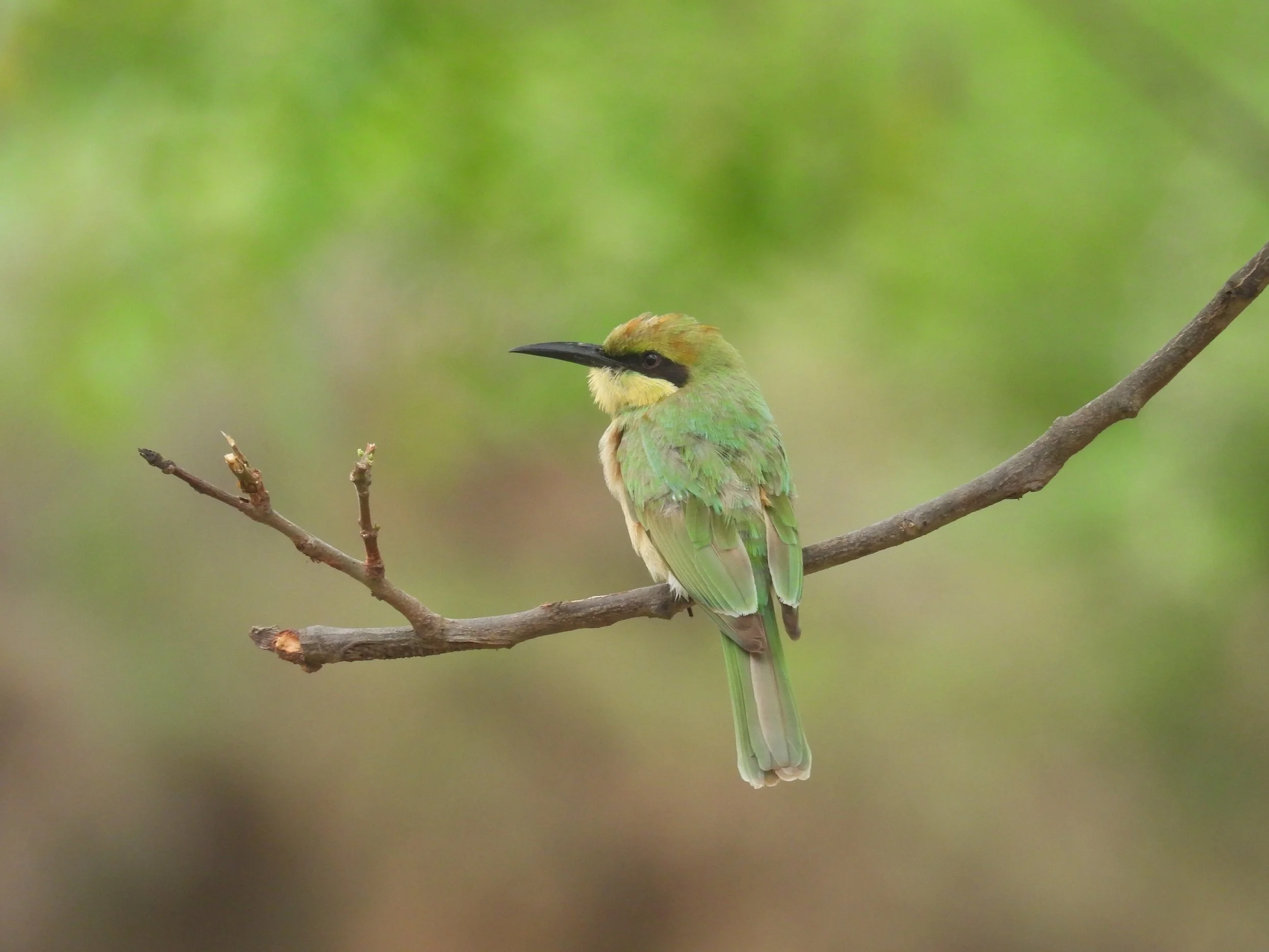 Bee-eater