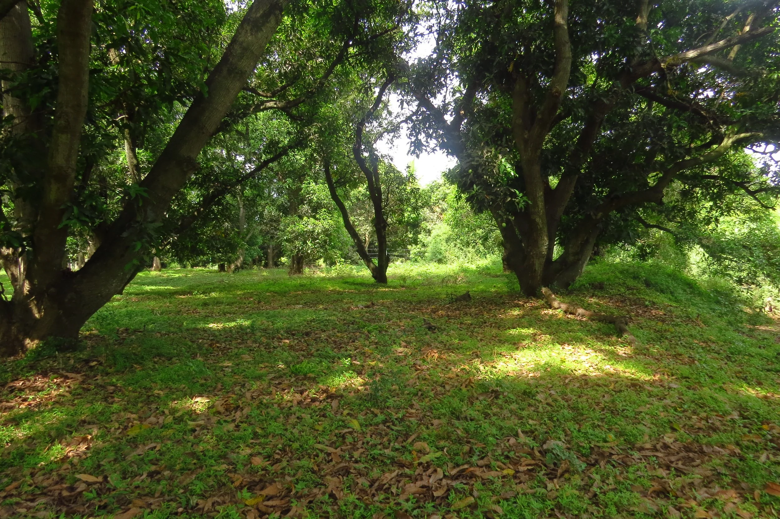 Mango orchard