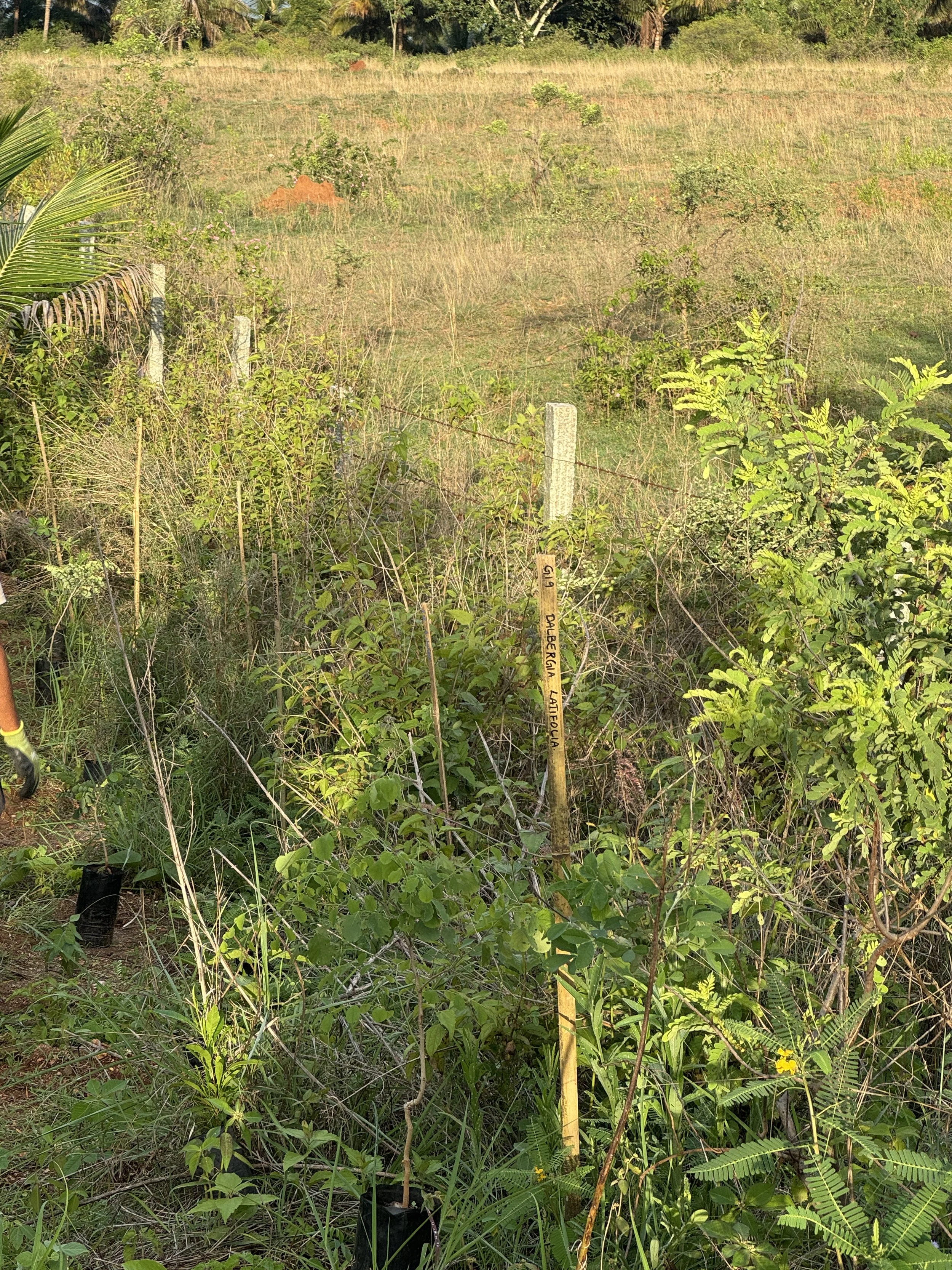 Planting in the wild zone (these will only be rainfed)