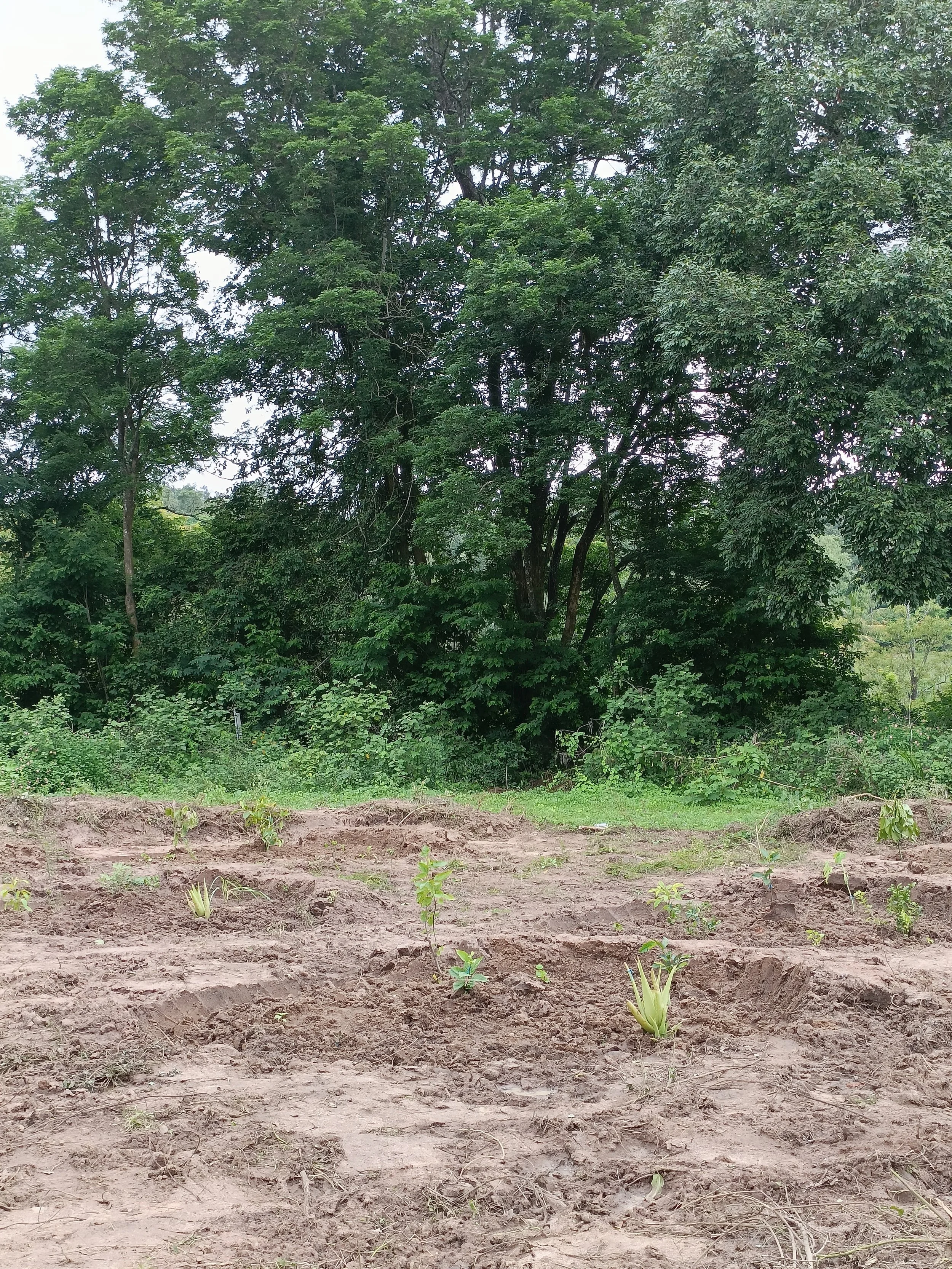 Forest garden guilds