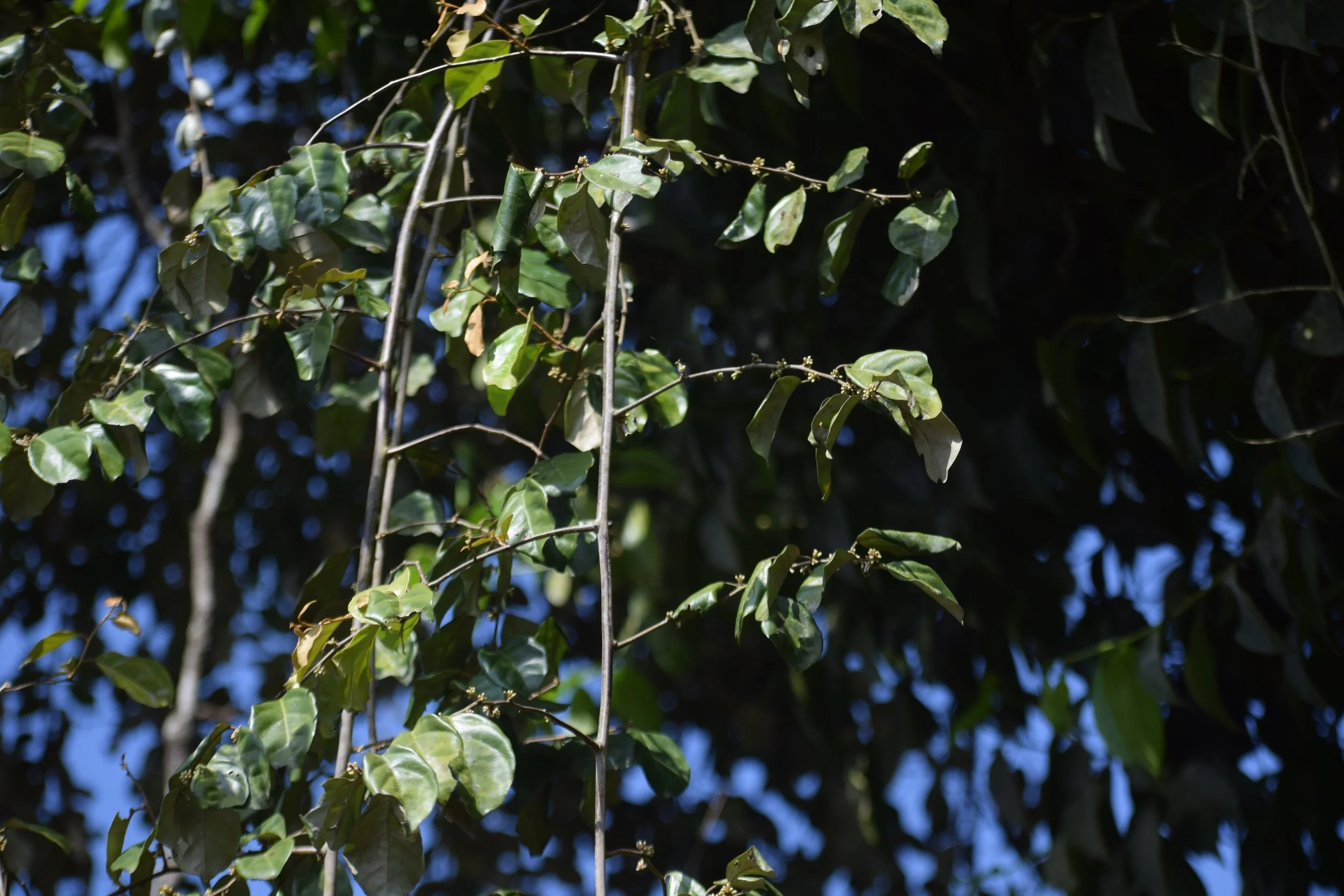 Eleagnus latifolia (South Indian silverberry)