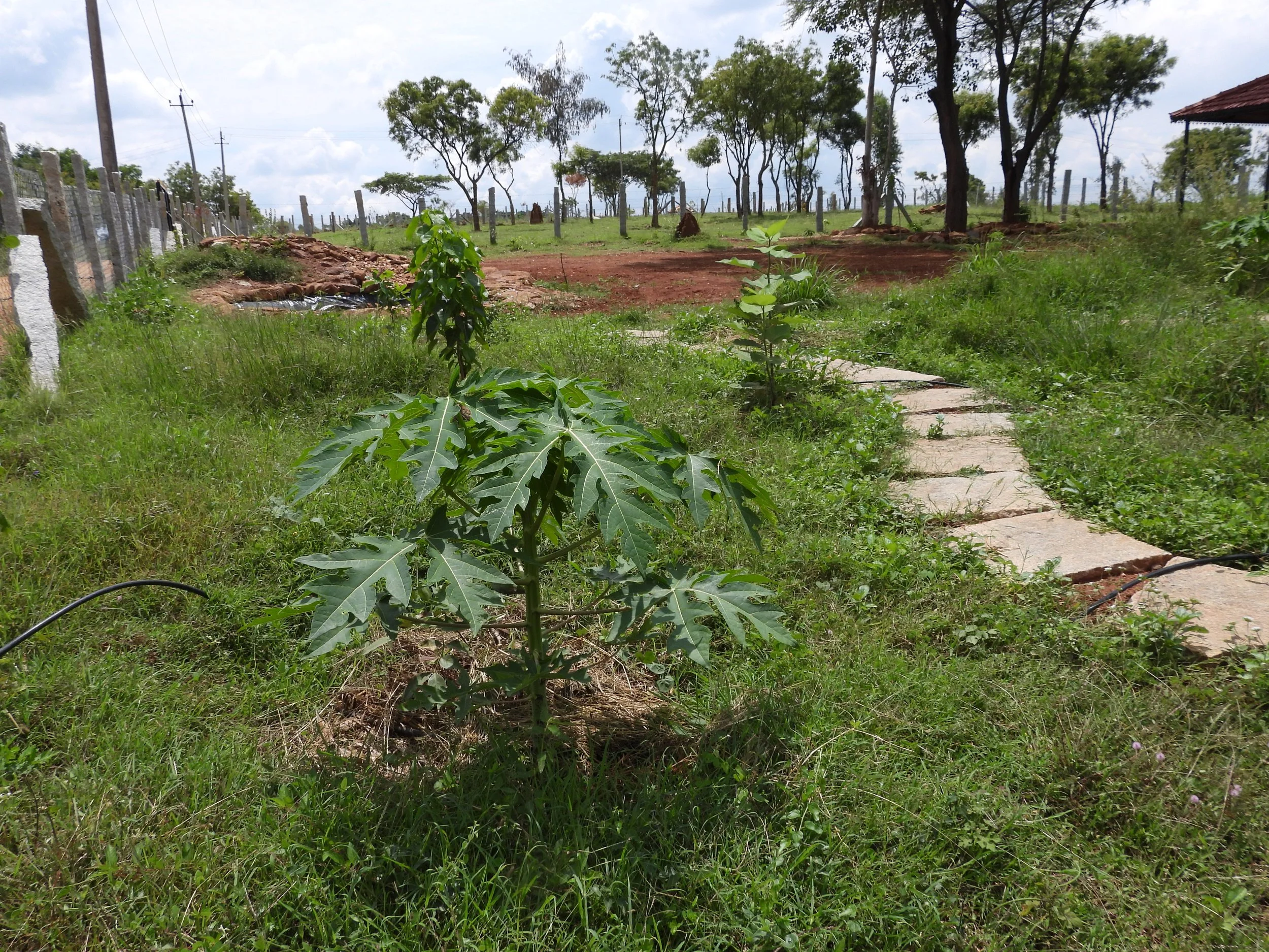 Support planting for each fruit tree 