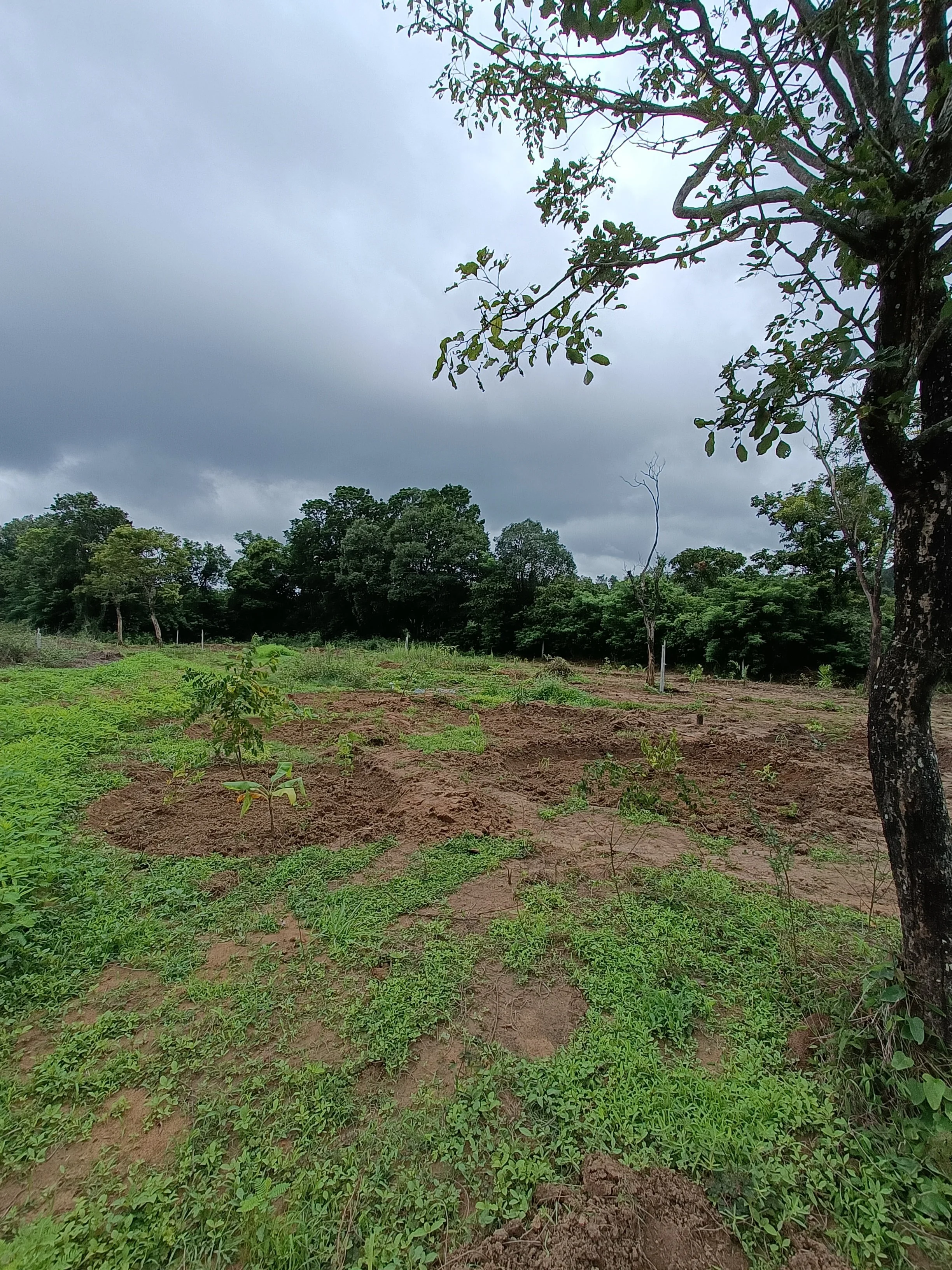 Forest garden guilds