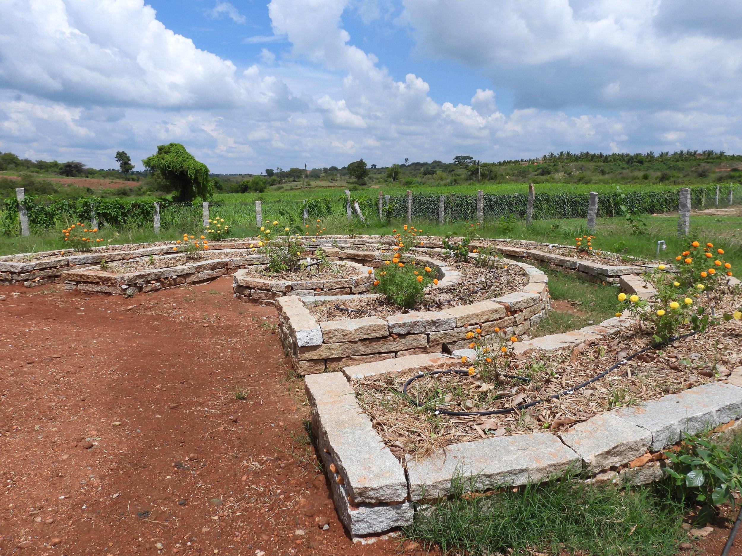 Herb/Veggie raised beds in plot L
