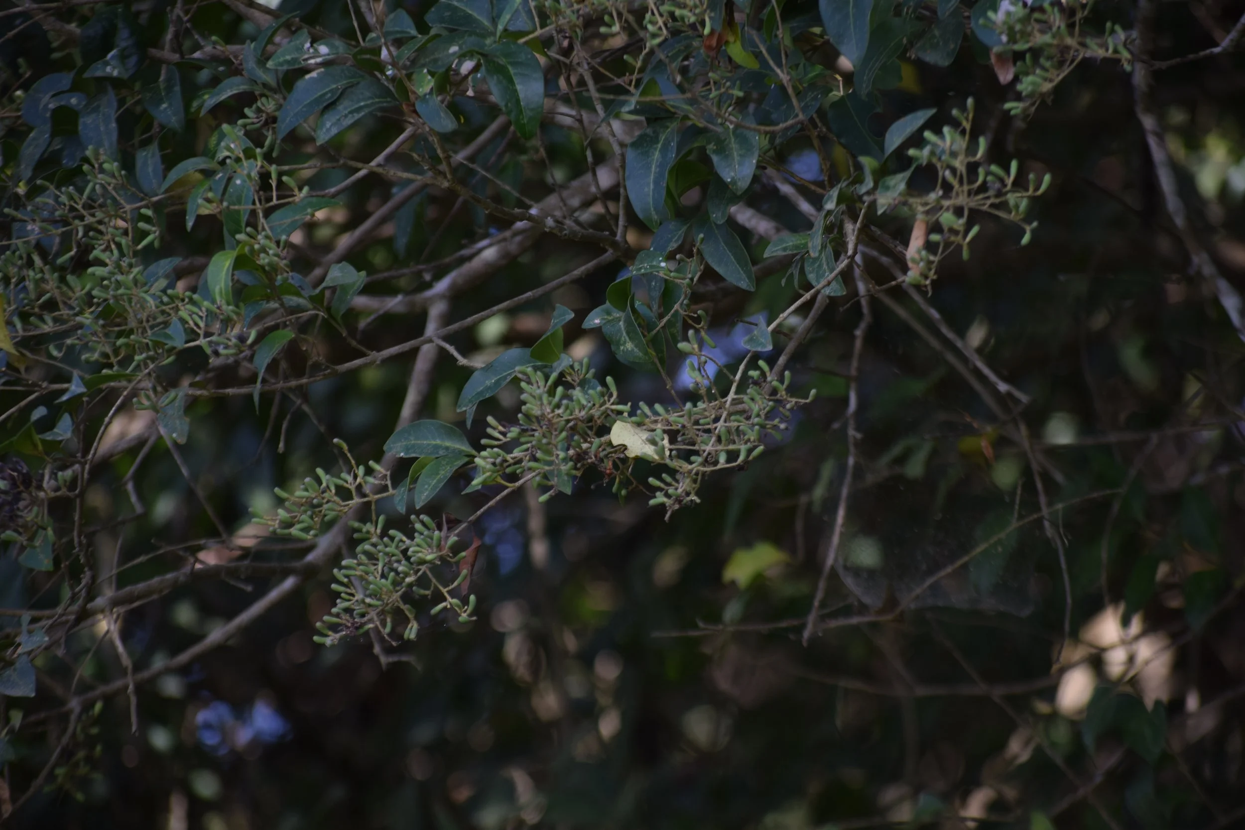 Ligustrum gamblei (Sittilingi)