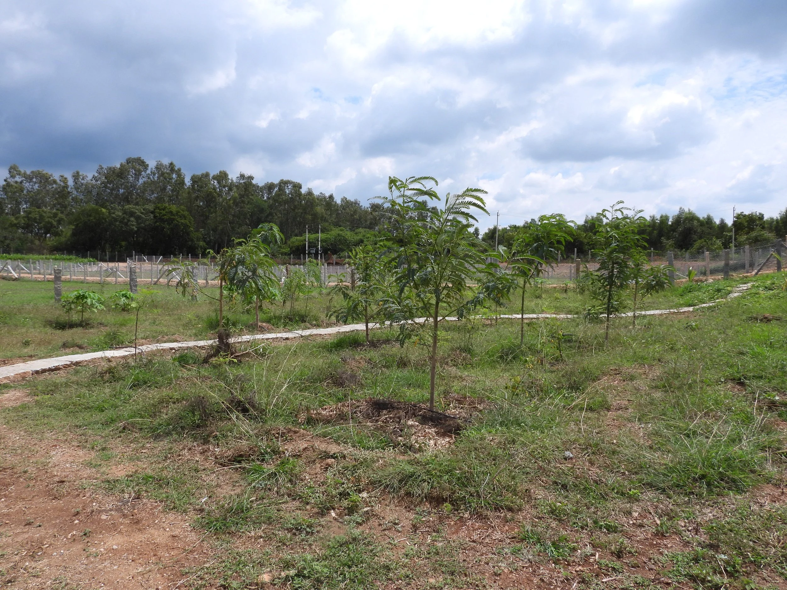 Nitrogen fixing support planting 