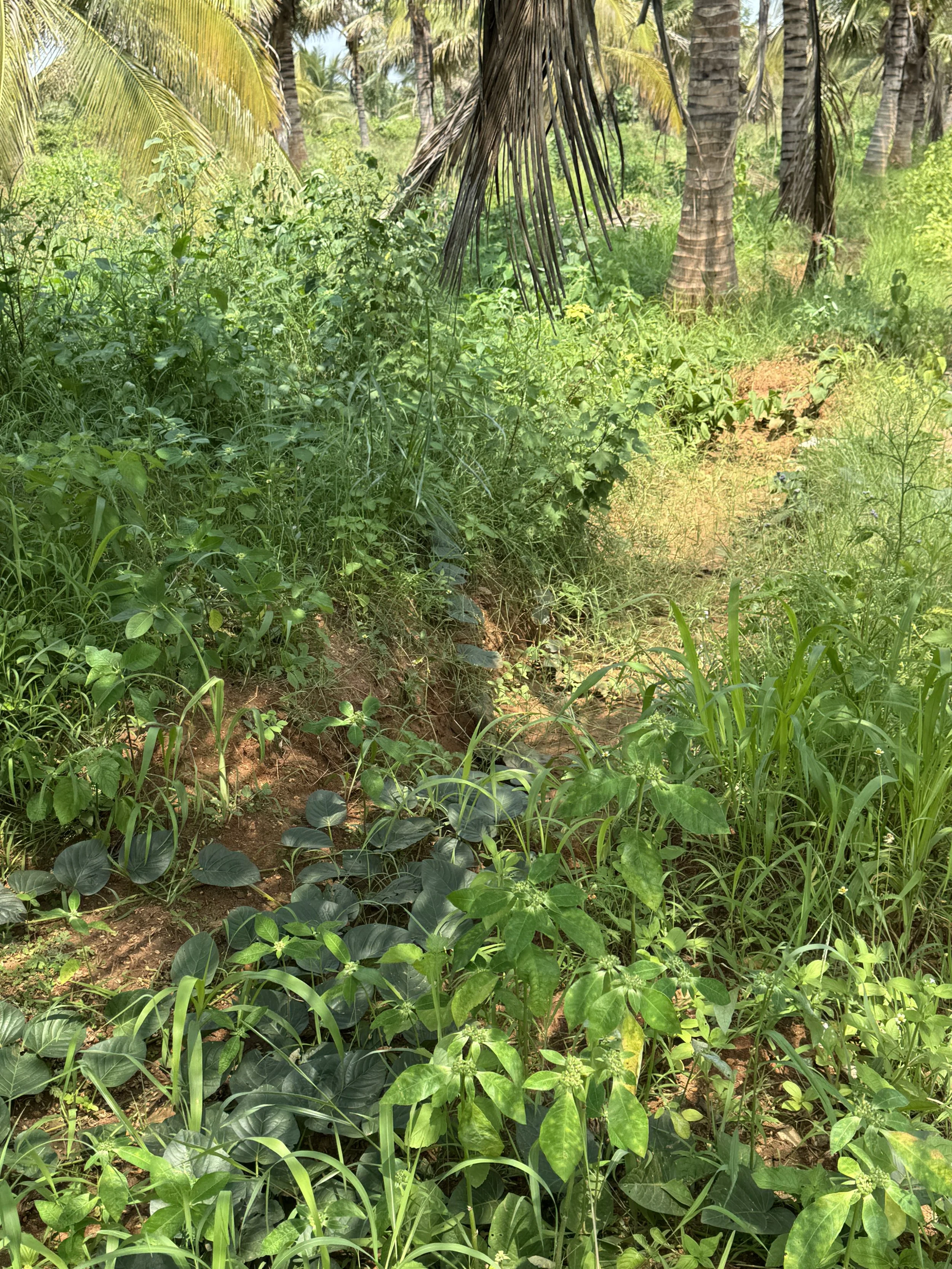 Bioswale dug along the main entrance road, seen five months later, slowly integrating into the land 
