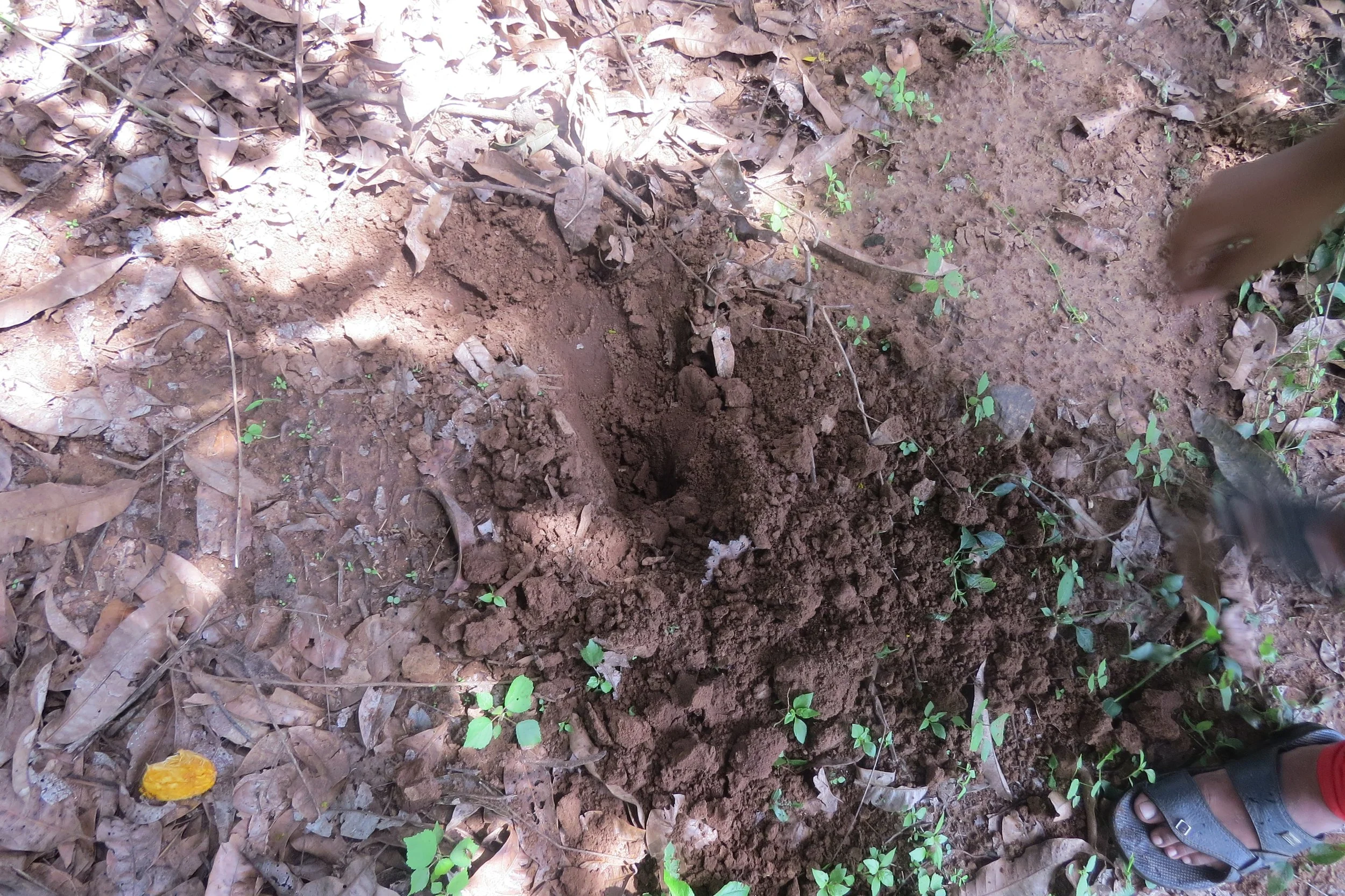Wild boar dig