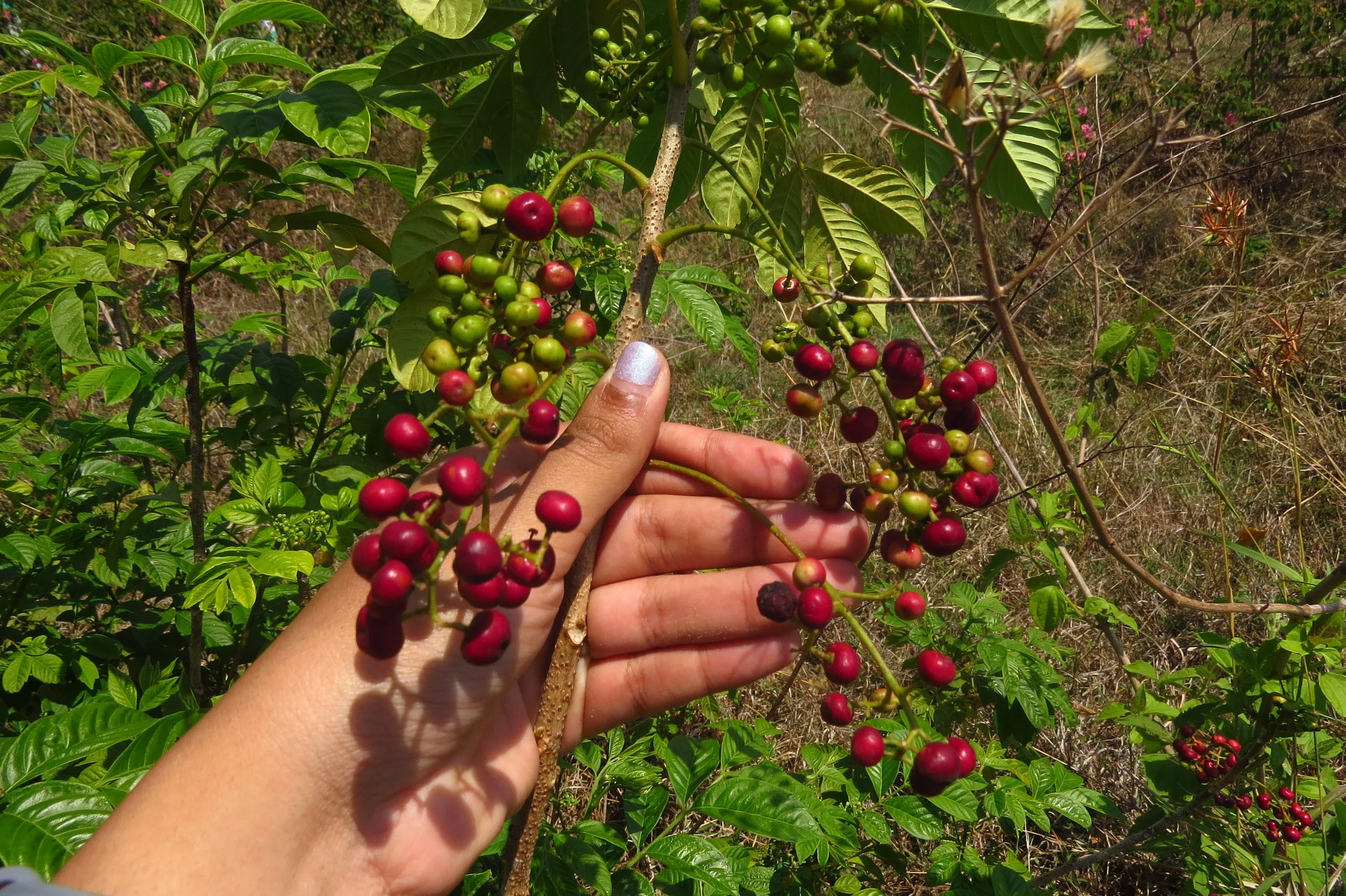Cipadessa baccifera (Oriental purpleberry)