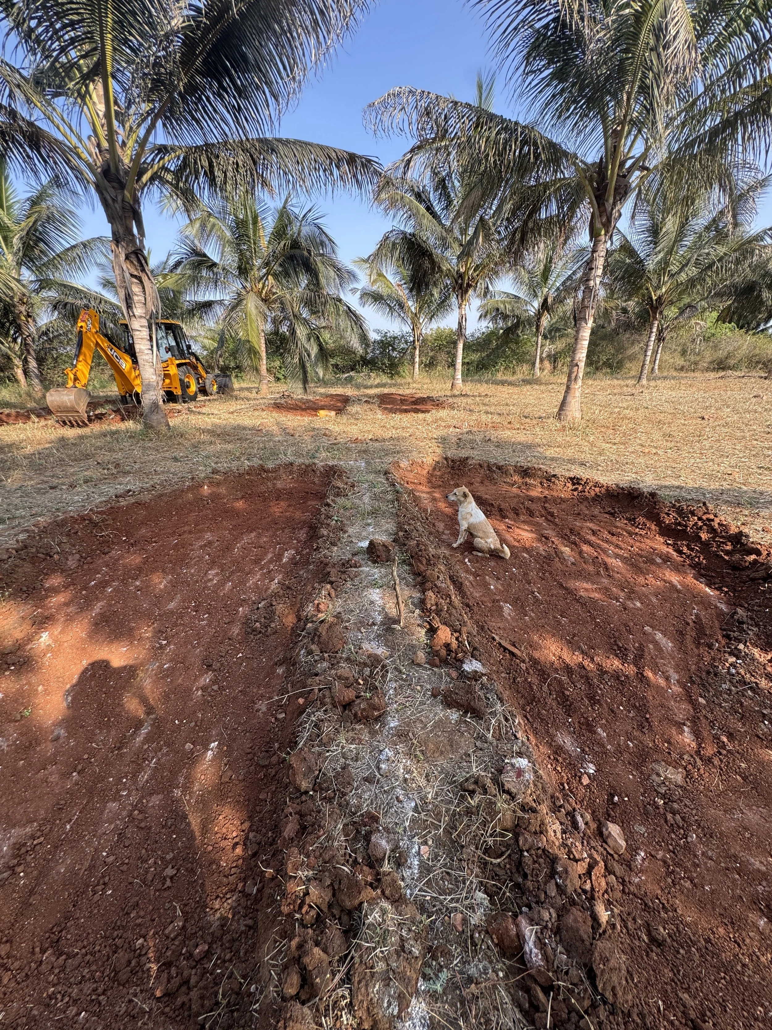 Sunken basins staggered between coconut trees to improve passive irrigation of the coconuts as well as new fruit tree guilds