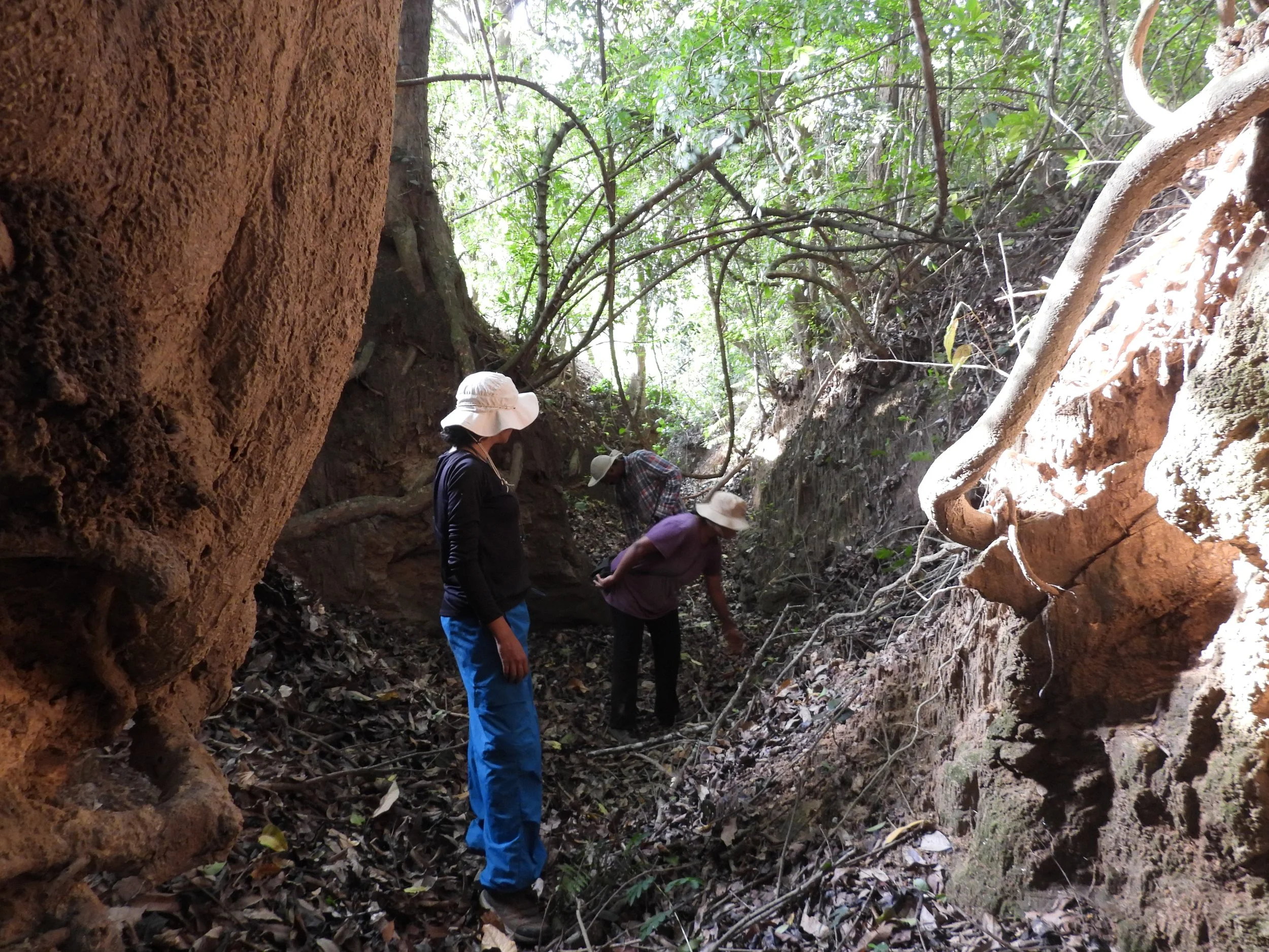 In the ravine / nala