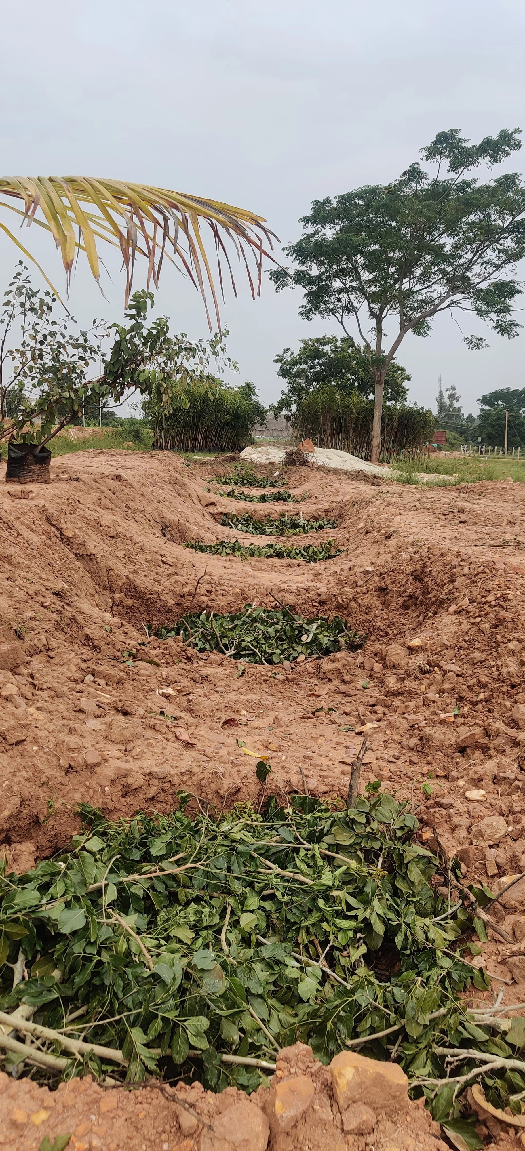Tree pits being mulched
