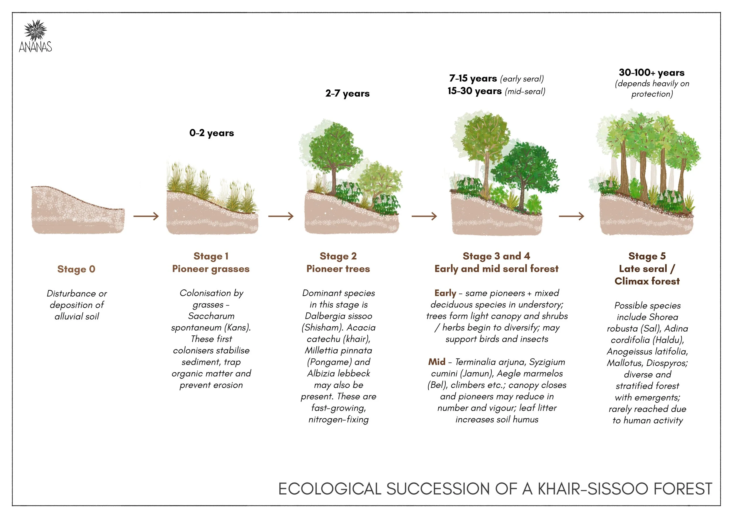 15 b - Sissoo Succession.jpg