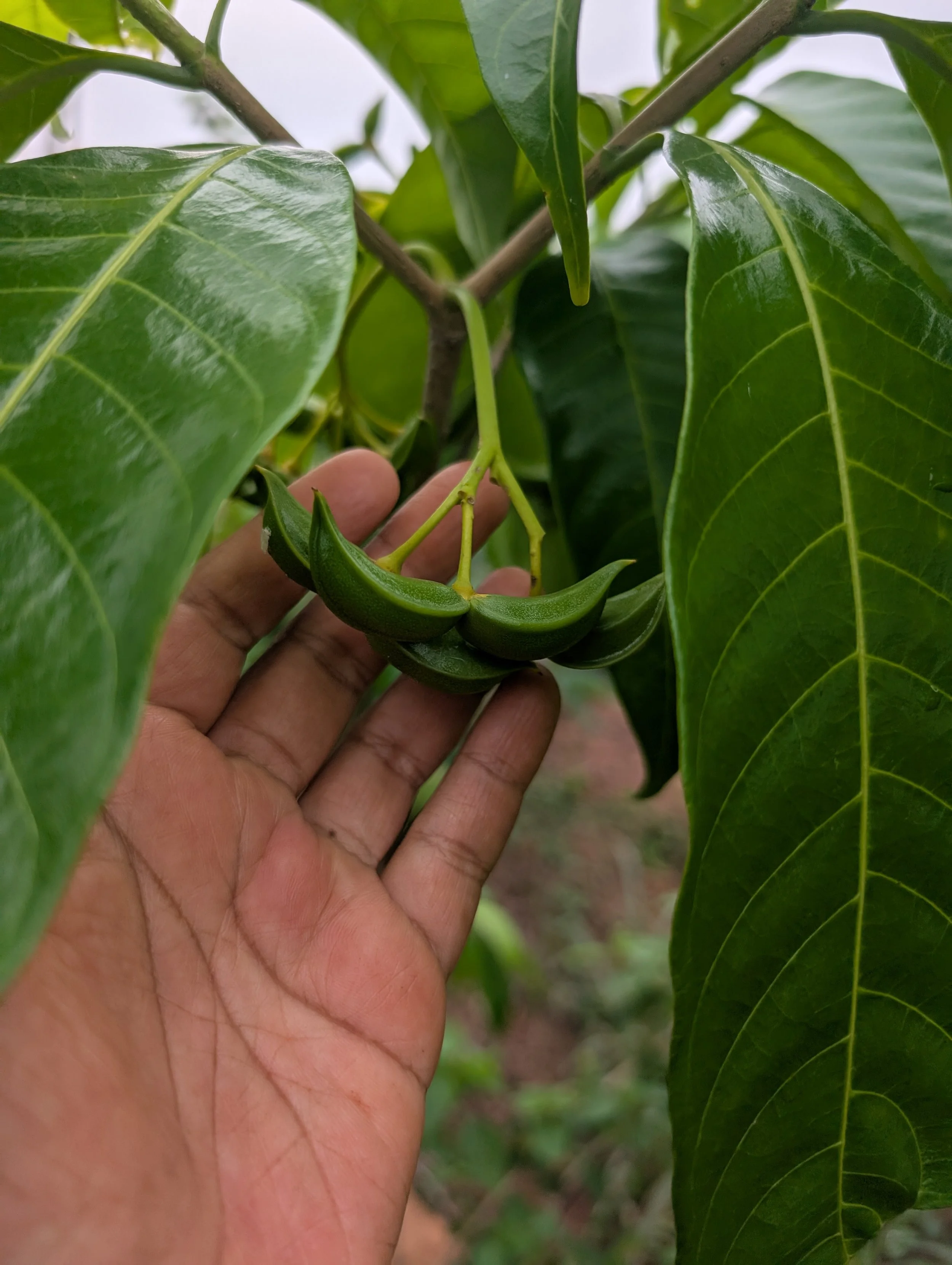 Endemic species identified on site