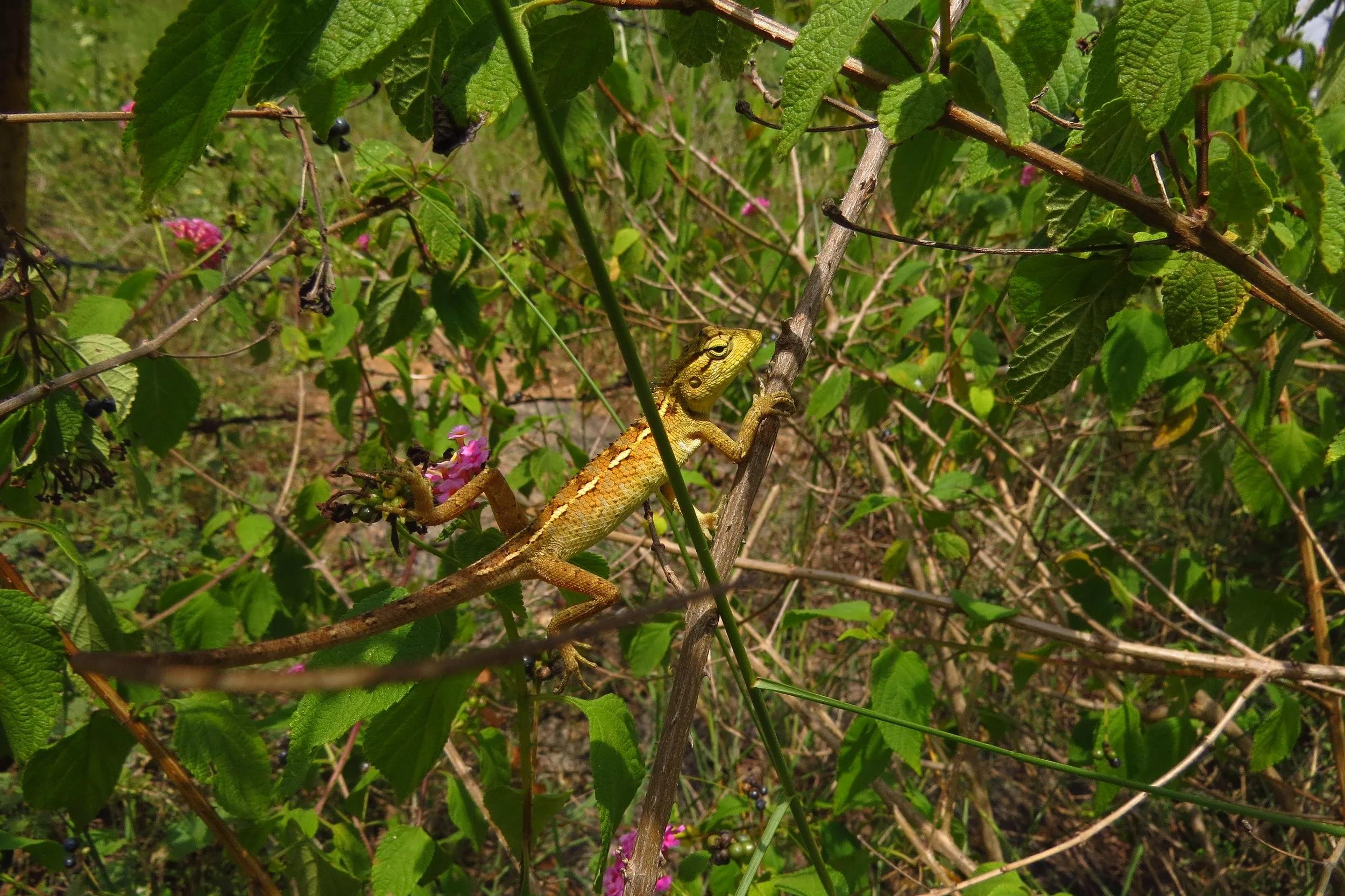 Oriental garden lizard