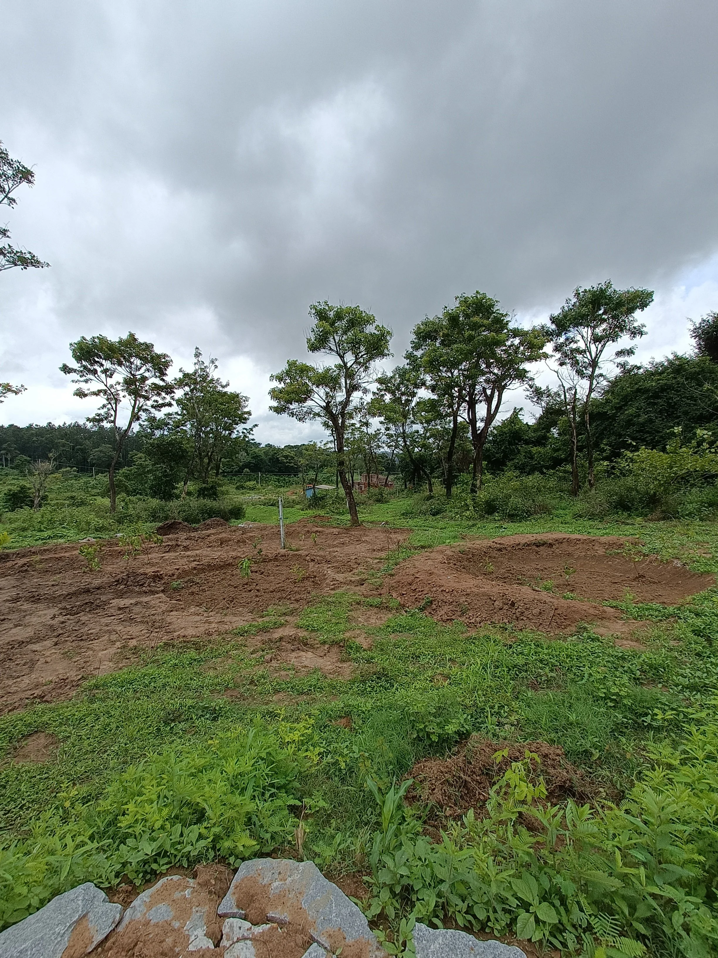 Forest garden guilds